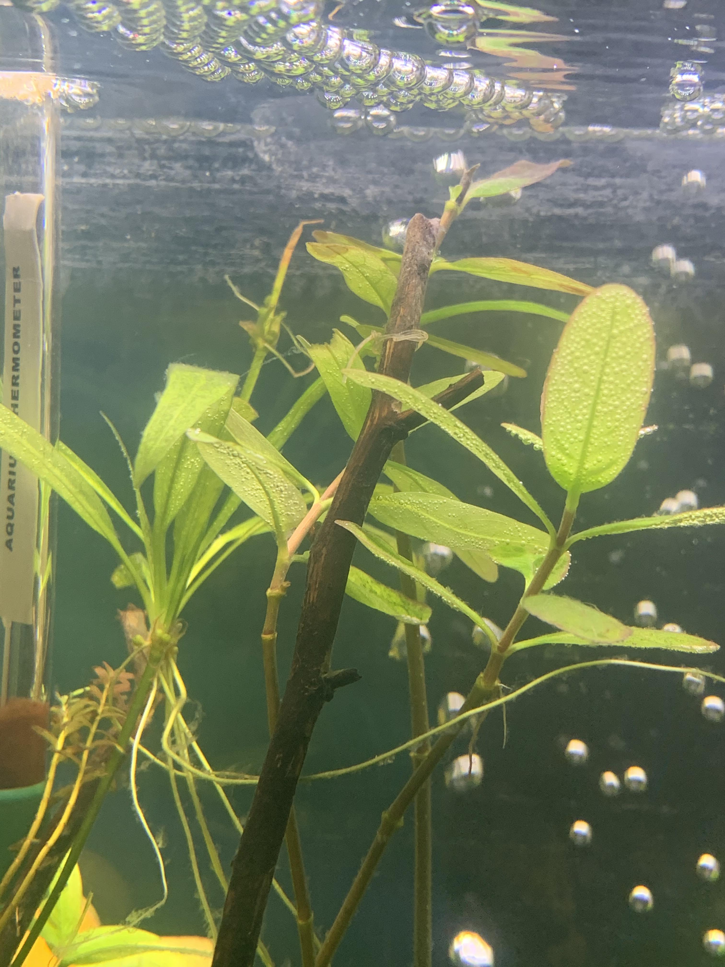 Are these small bubbles on my plants good? r/PlantedTank