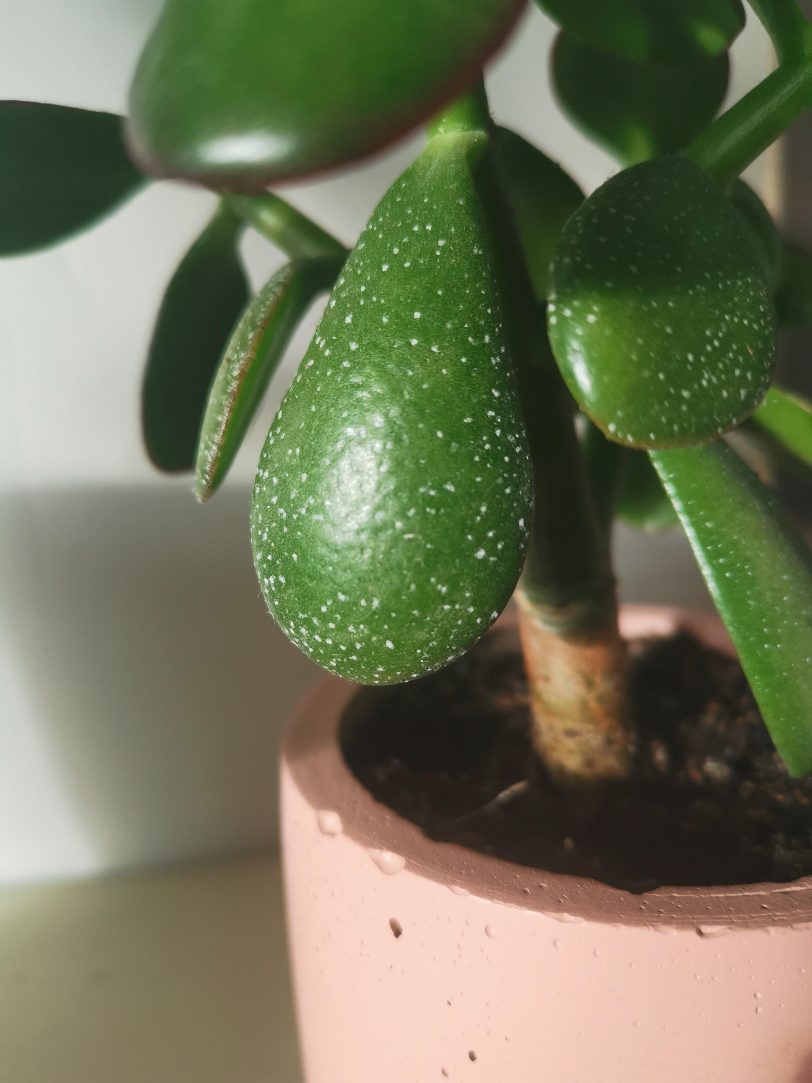Should I worry about these white specks on my Jade plant? r/succulents