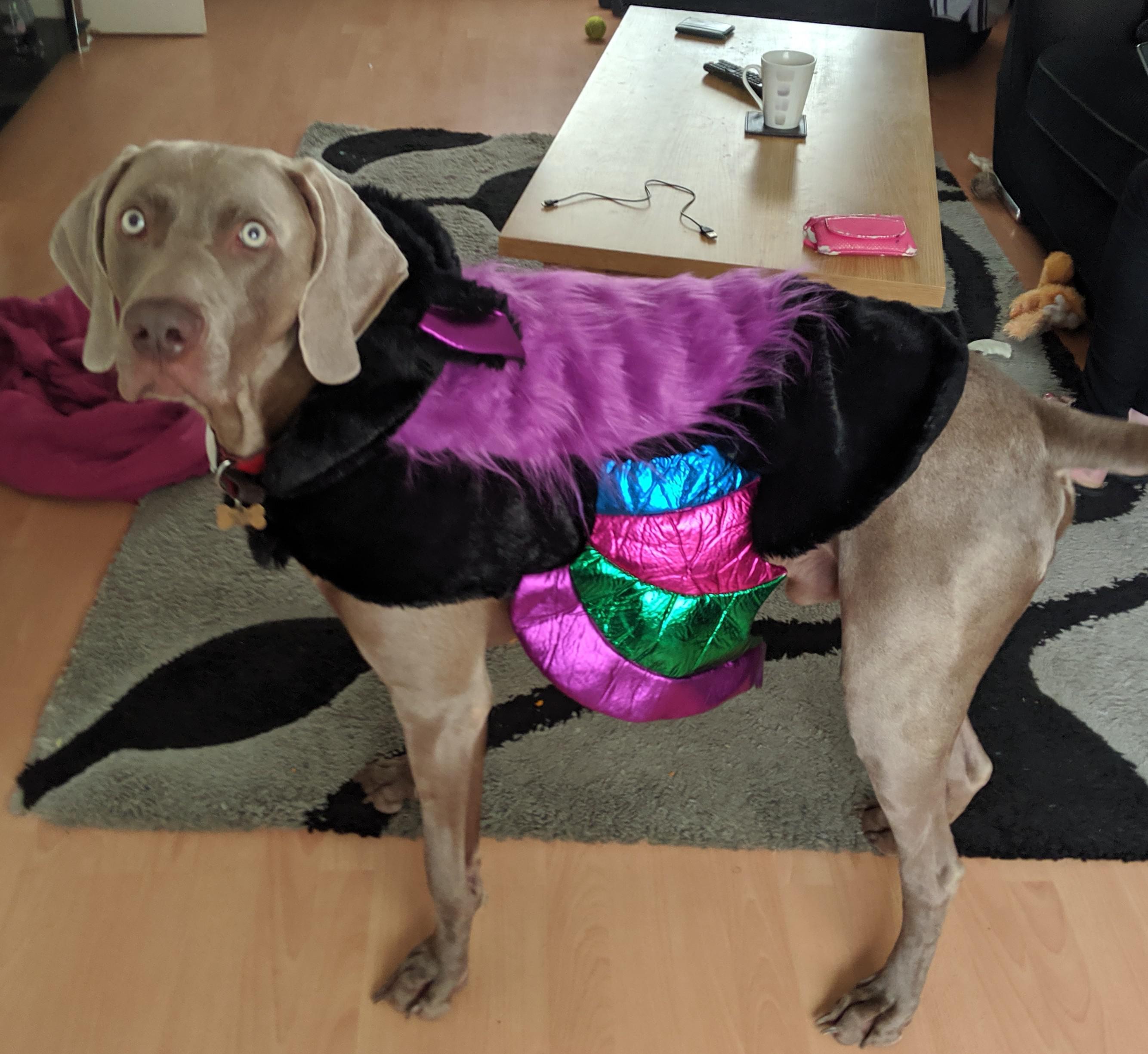 Halloween outfit...not amused! r/weimaraner