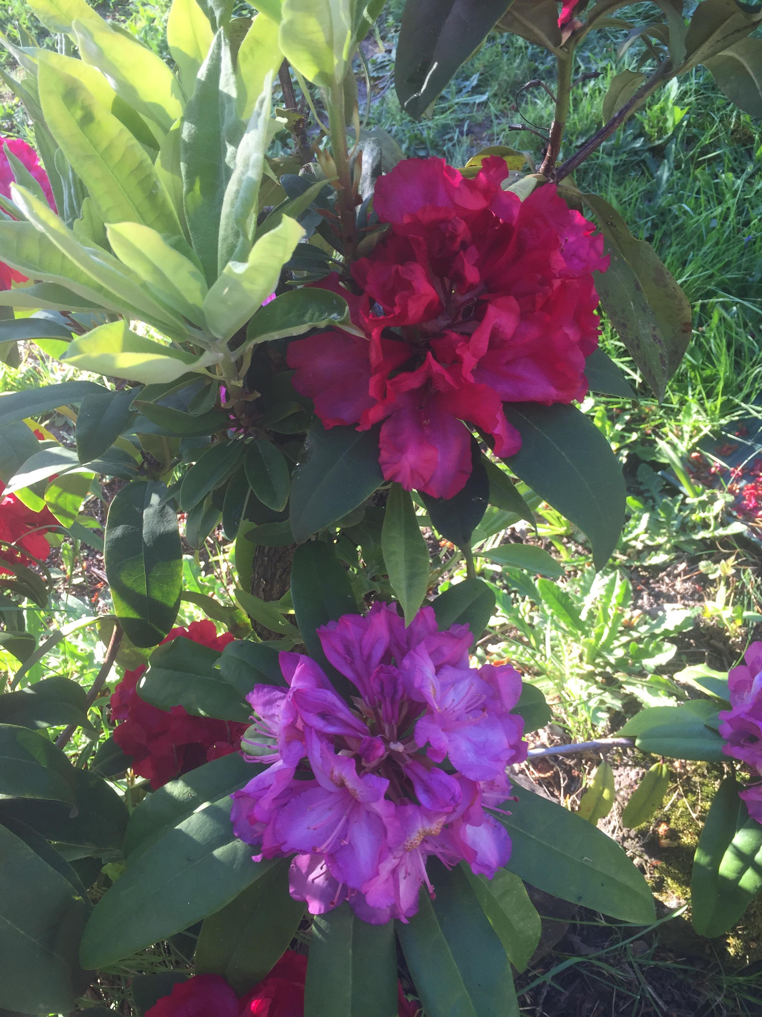 My rhododendron has 2 different colors blooming from the same bush. r