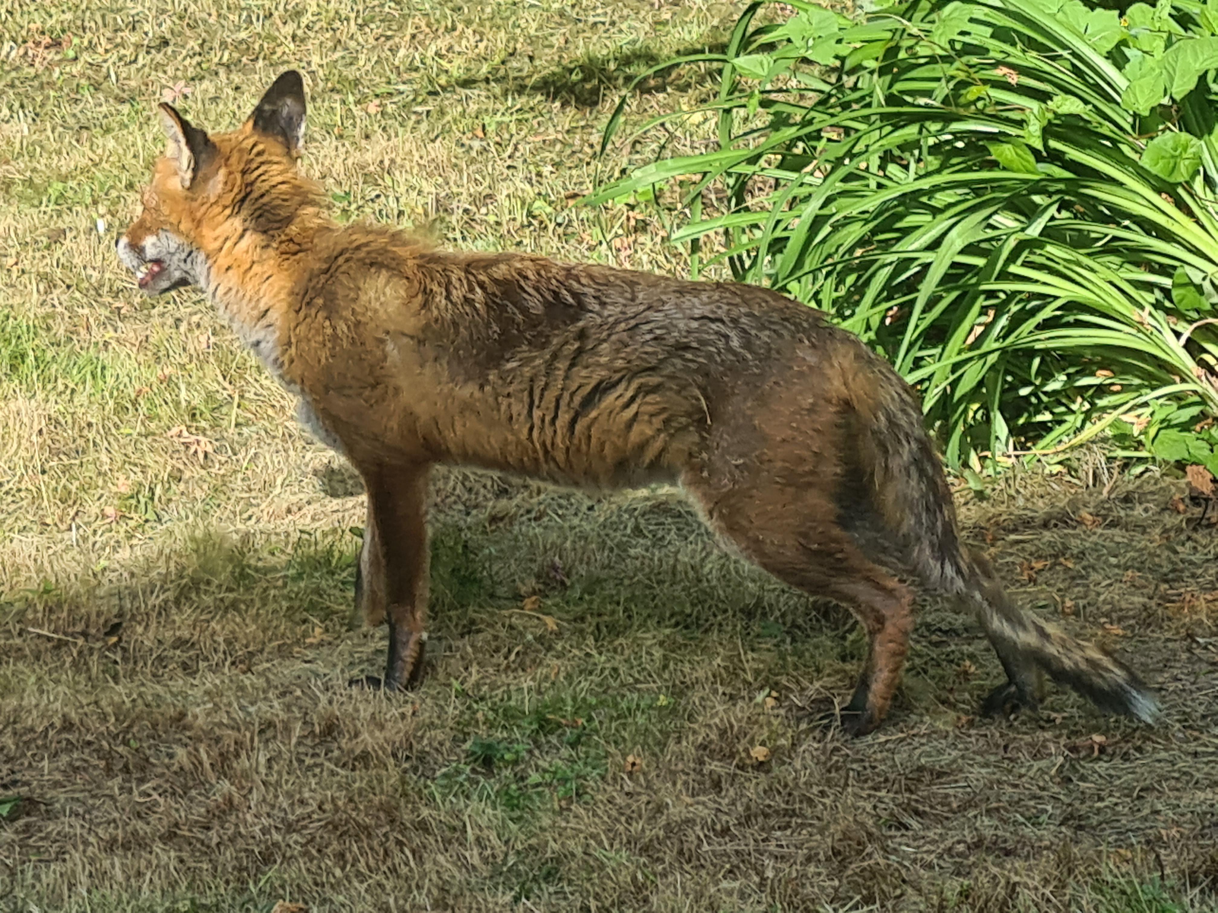 Does this fox have mange? r/foxes
