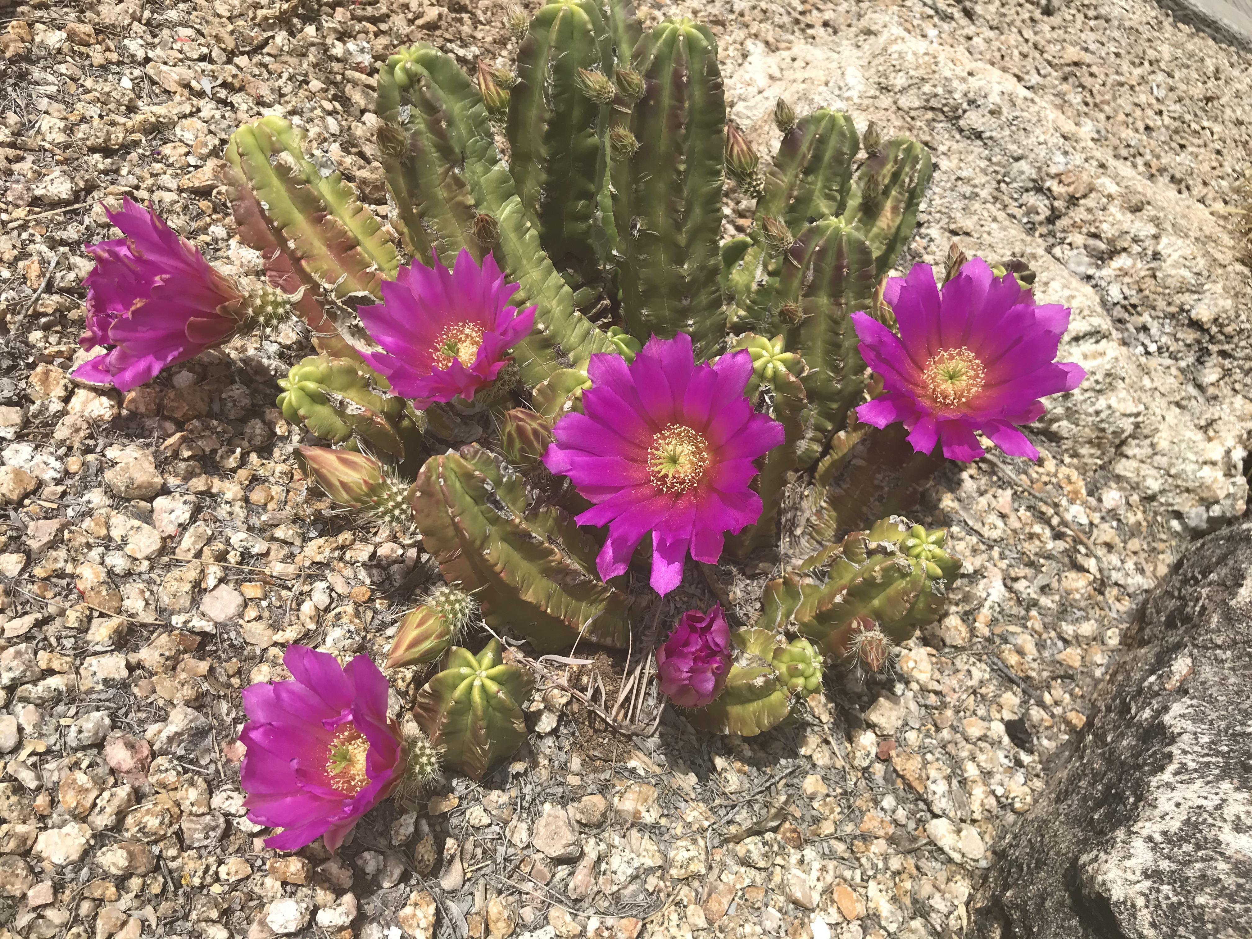 does anyone recognize this unknown blooming cactus with pink flowers in