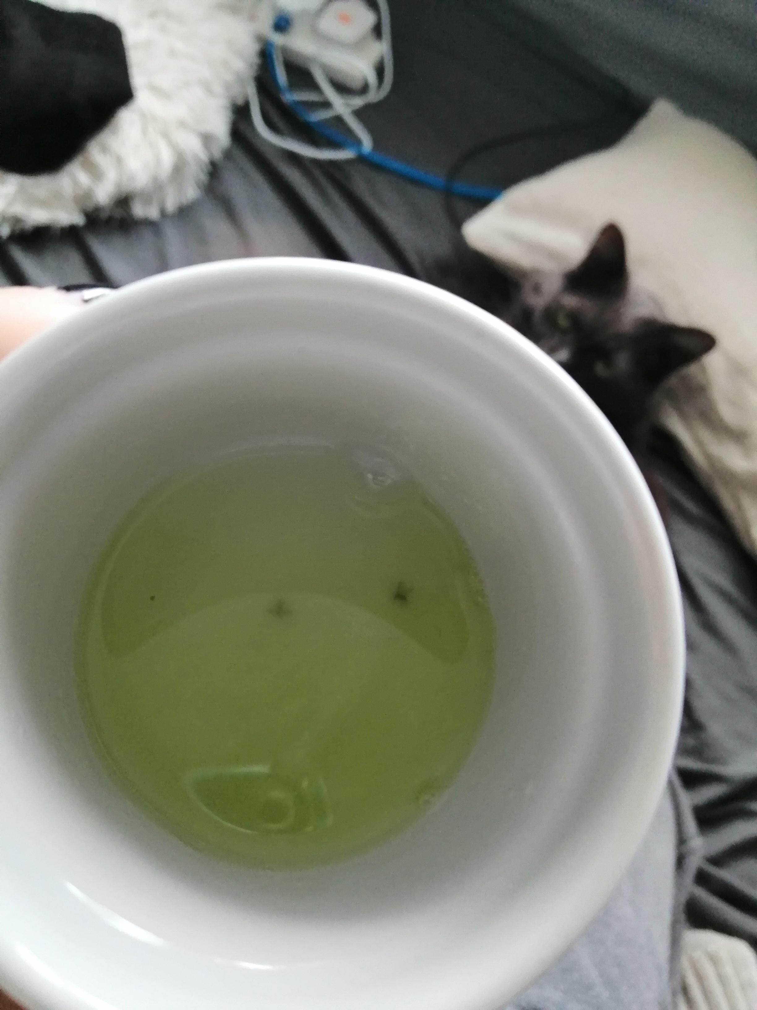 found a fun homemade trap for fungus gnats! a bit of apple cider