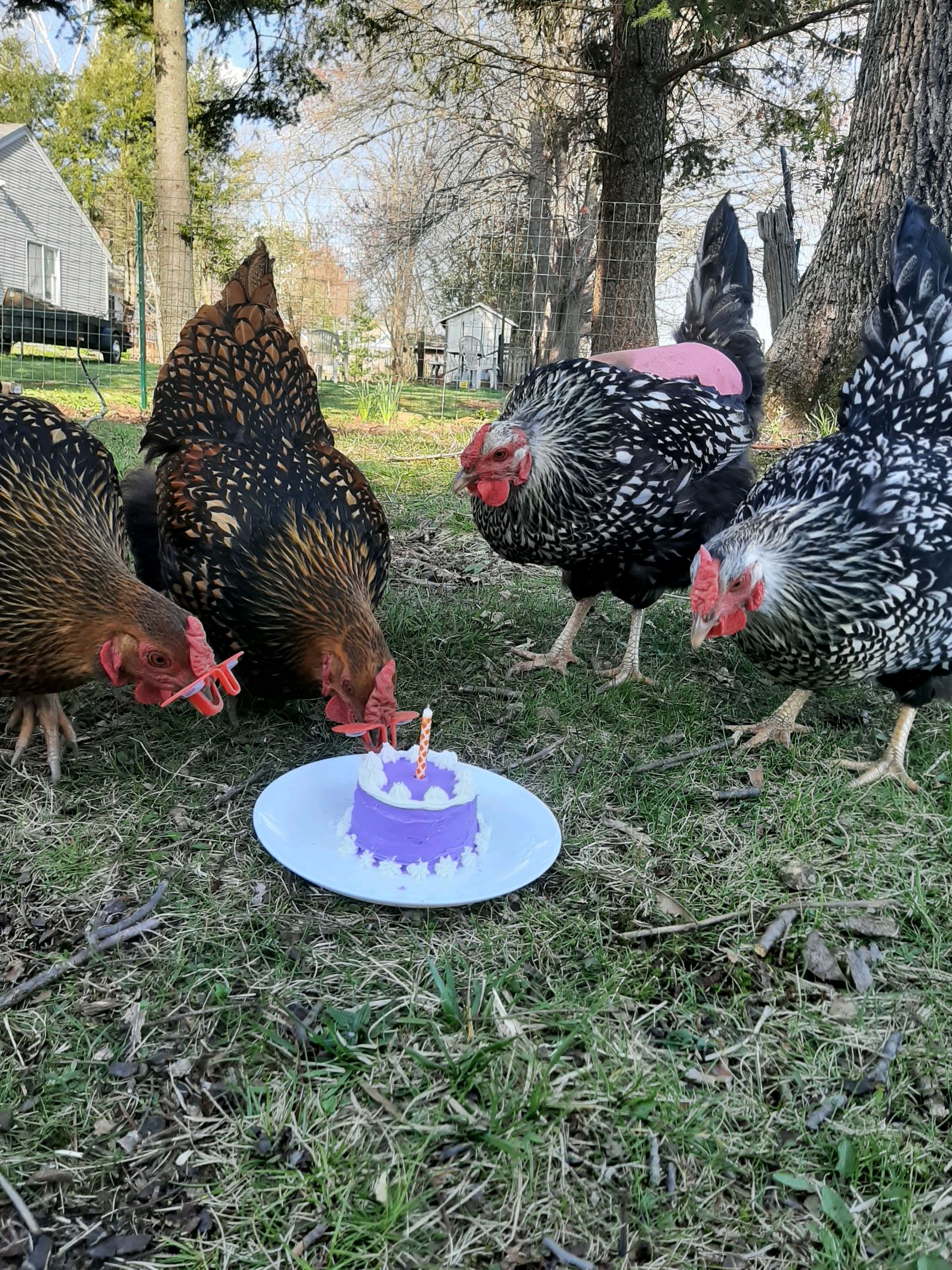 I made a little cake for my chickens to celebrate their hatch day the other day r/chickens