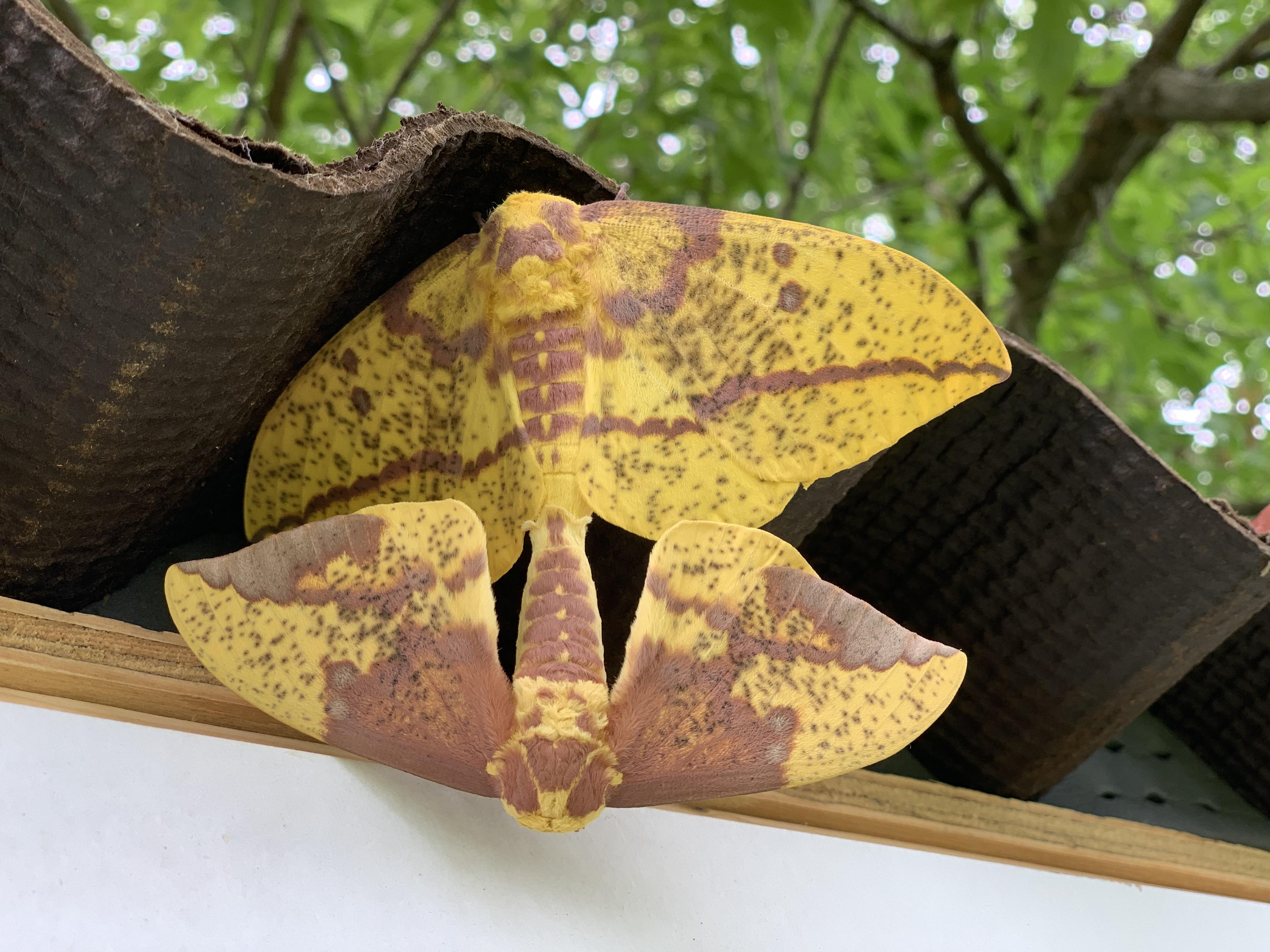 Imperial Moths on our Battle Creek Chicken Coop Roof r/Michigan