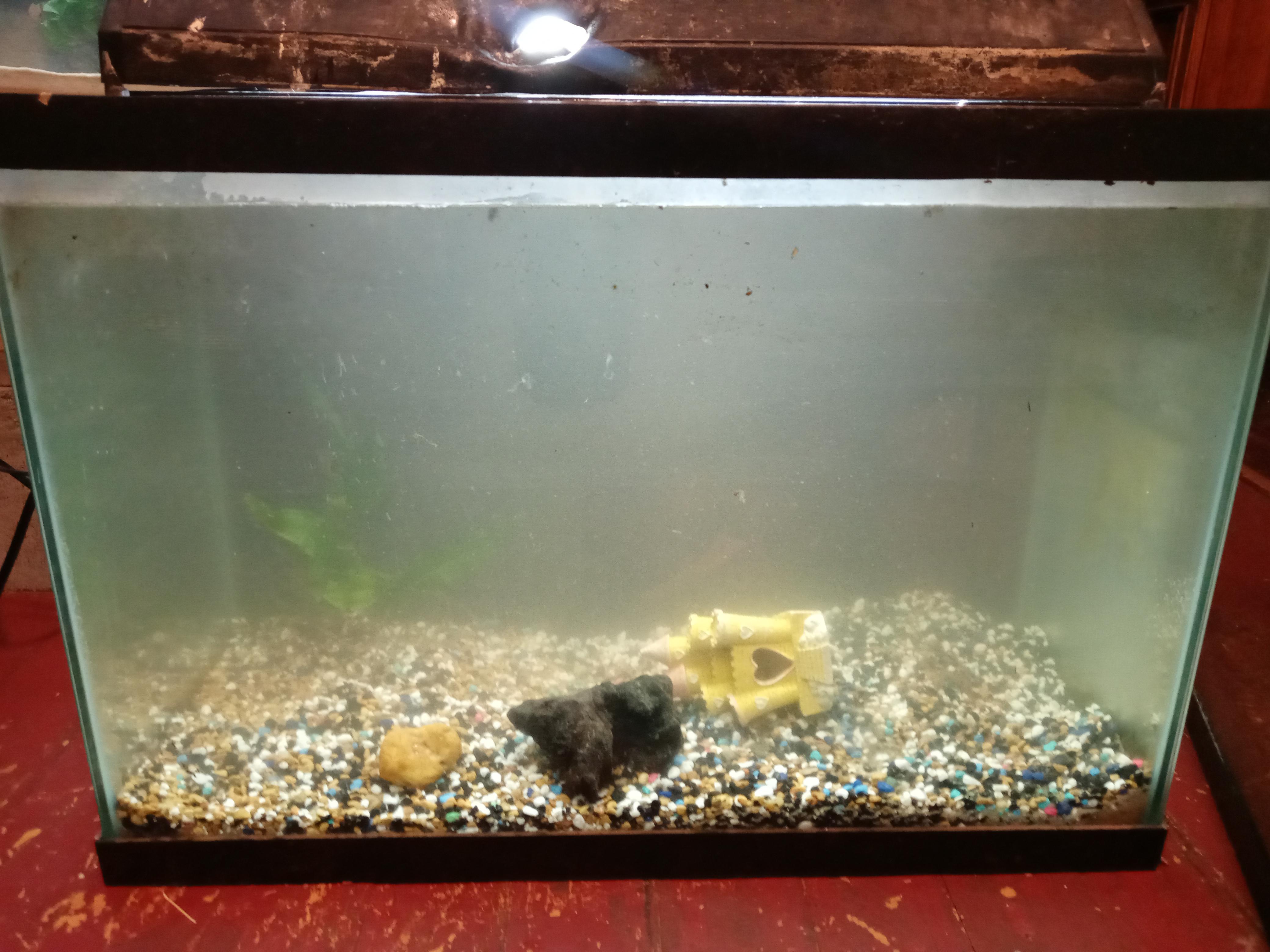 20 gallon high. Stocking ideas r/Aquariums