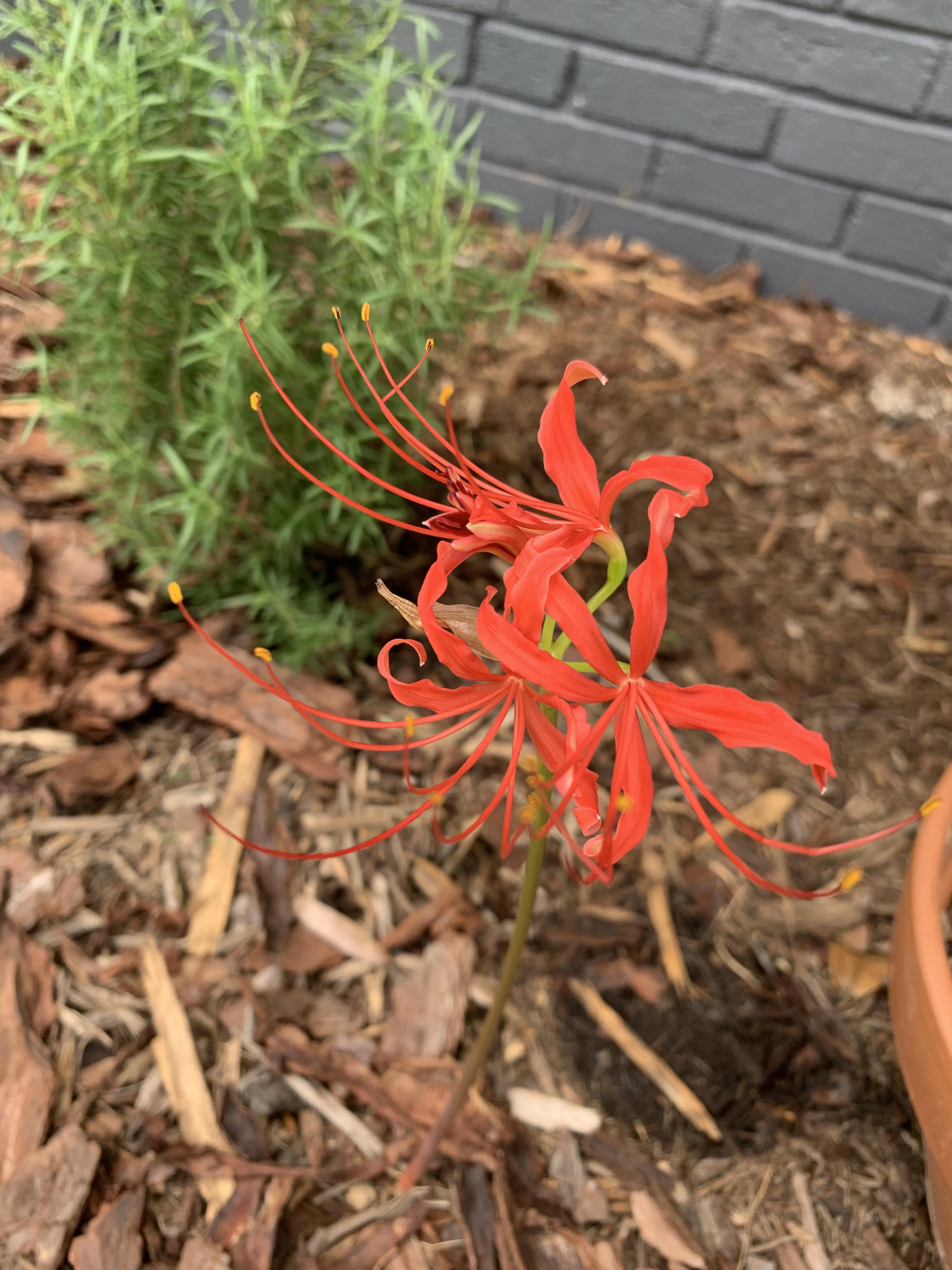 What’s this plant? Zone 8b. r/whatsthisplant