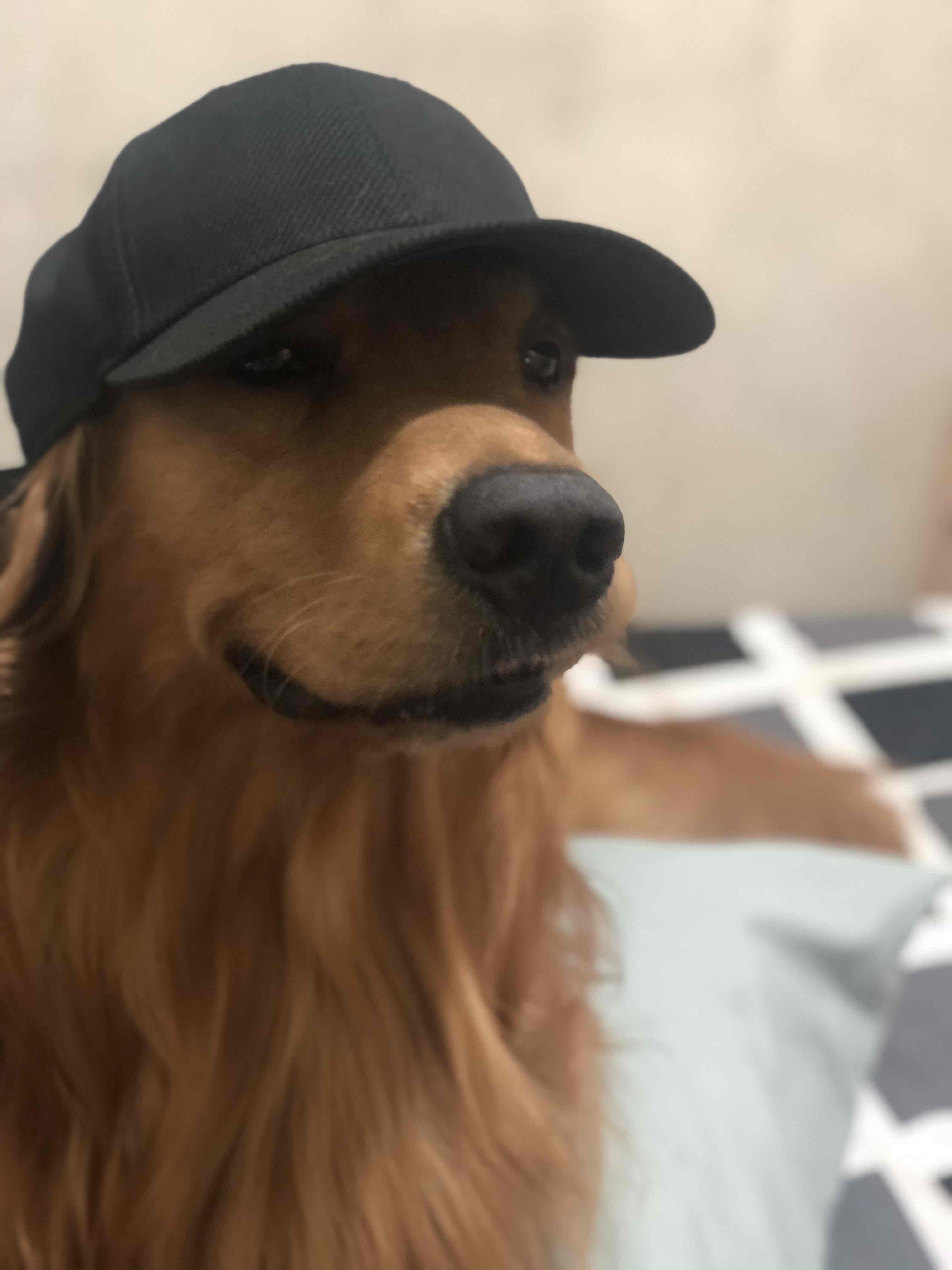 When your dog looks more hooman than you r/pics