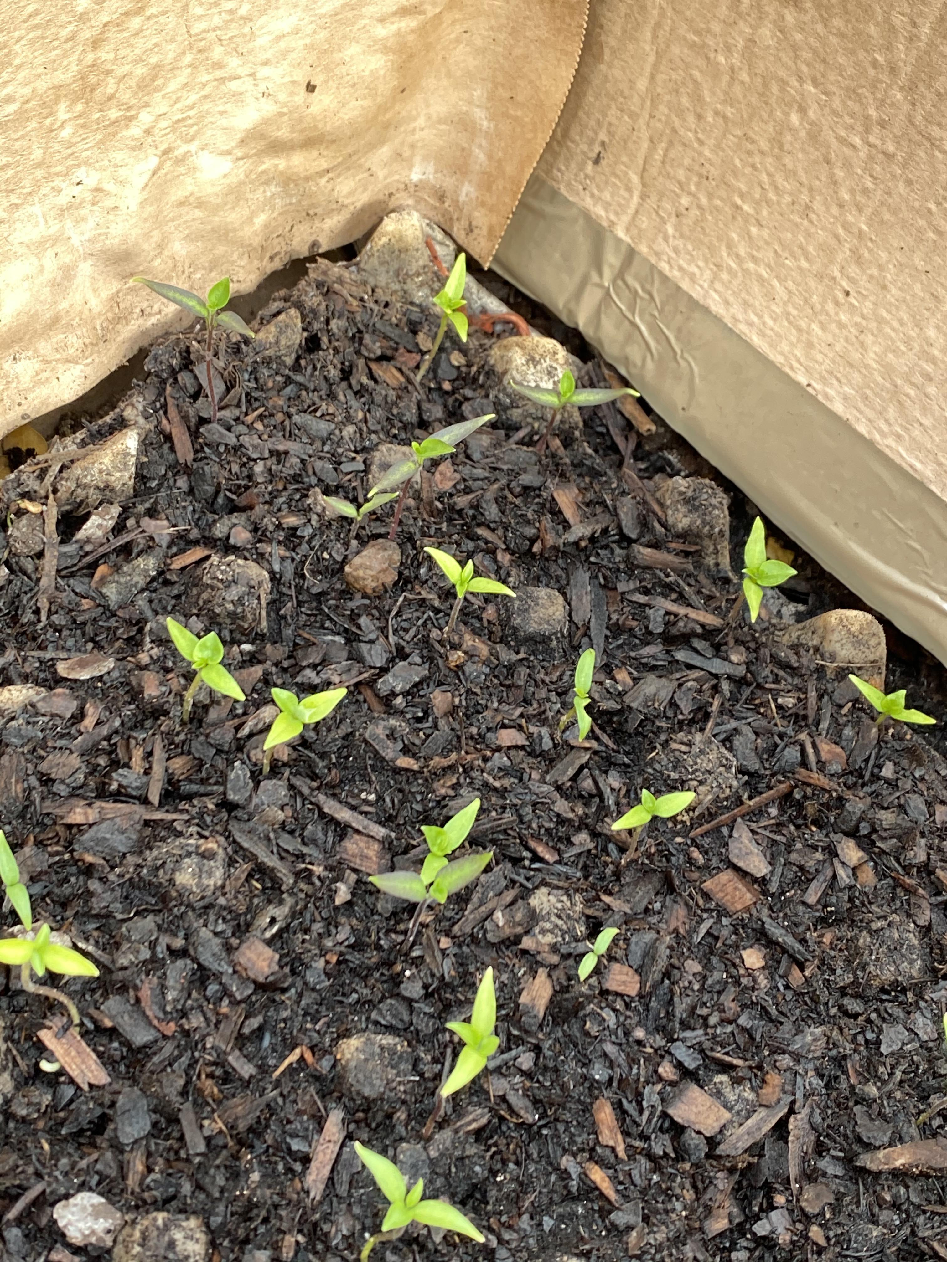 Hot pepper Seedlings growing very slow in greenhouse some are turning