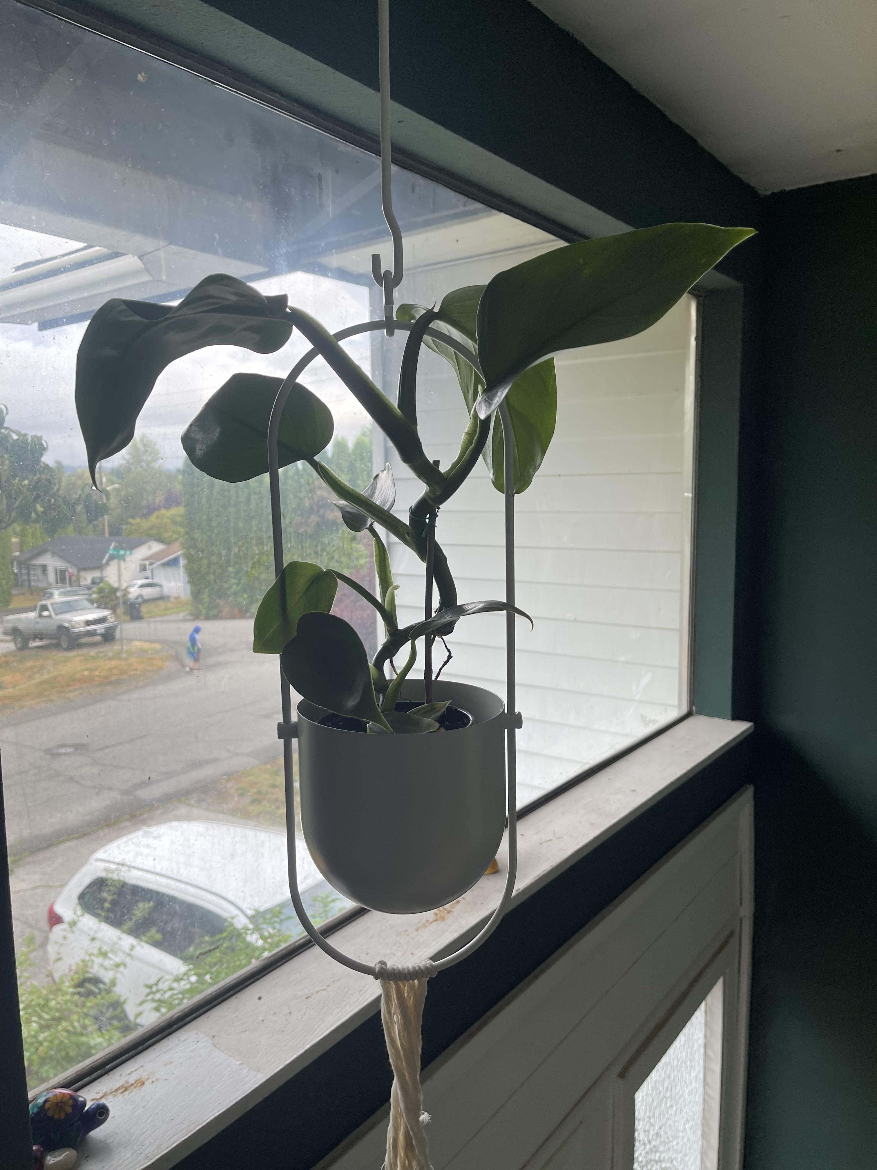 She’s been crying every night since I got her. r/plantclinic