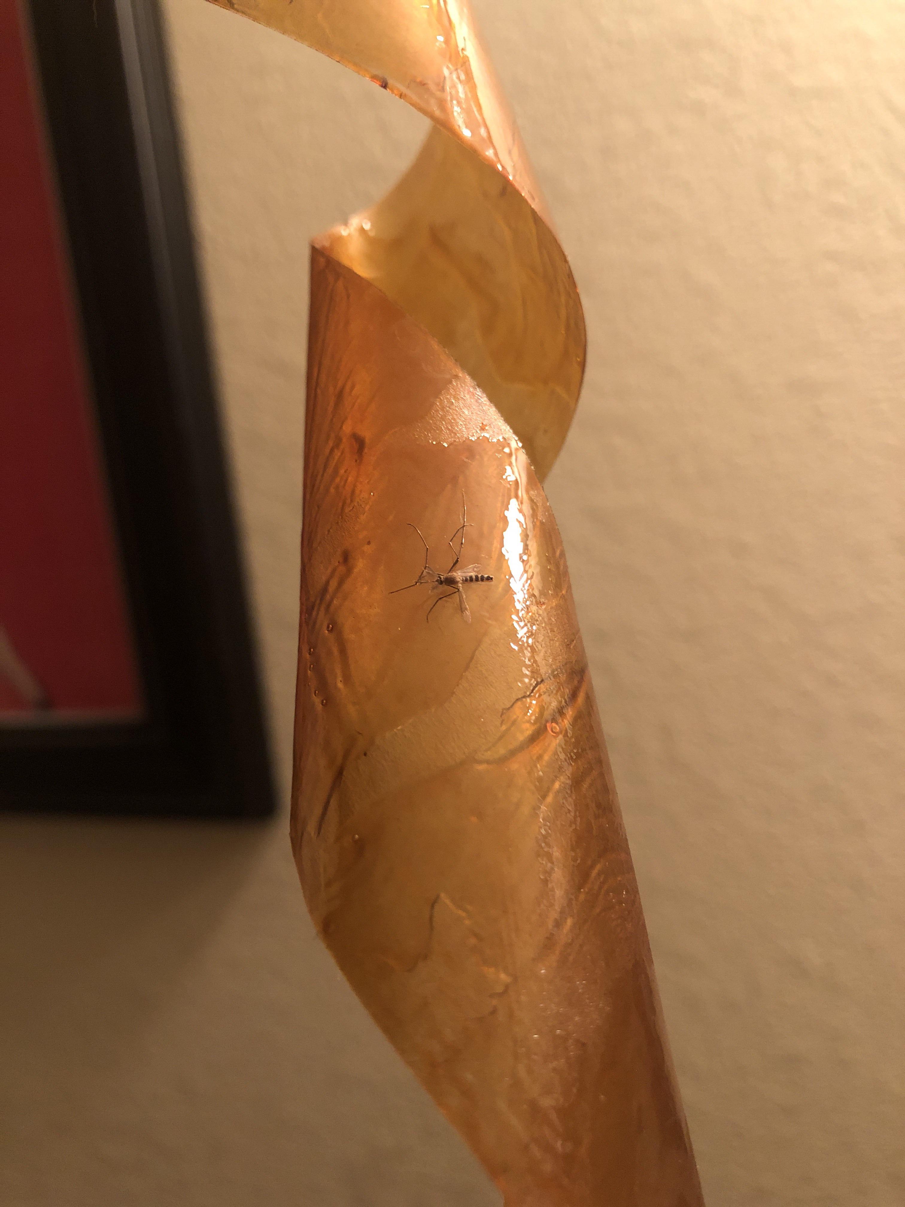 What is this mosquitolike bug? Austin, Texas. Our AC has been leaking