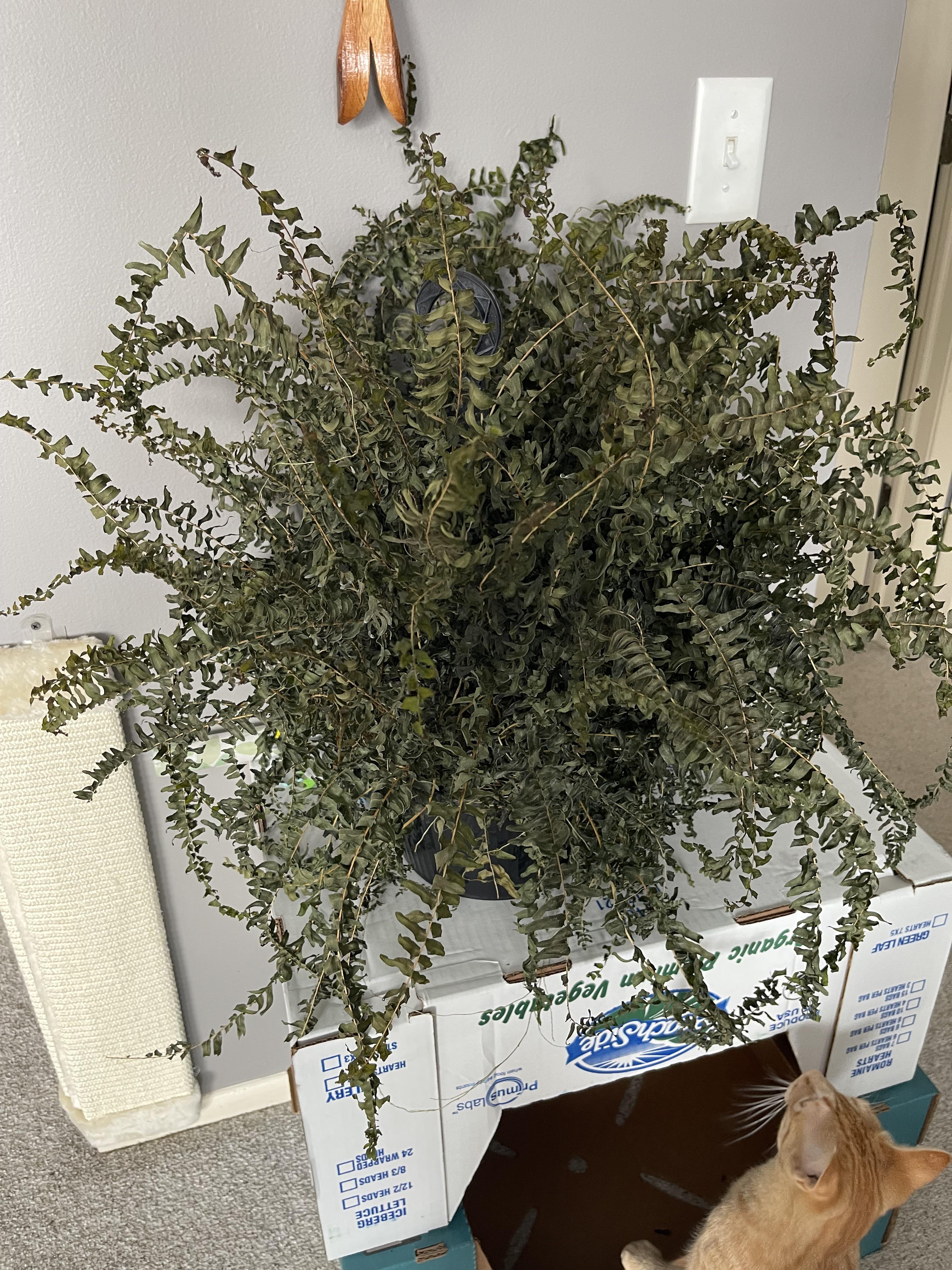 How to revive this Boston fern? Got it a few days ago, looked decent at