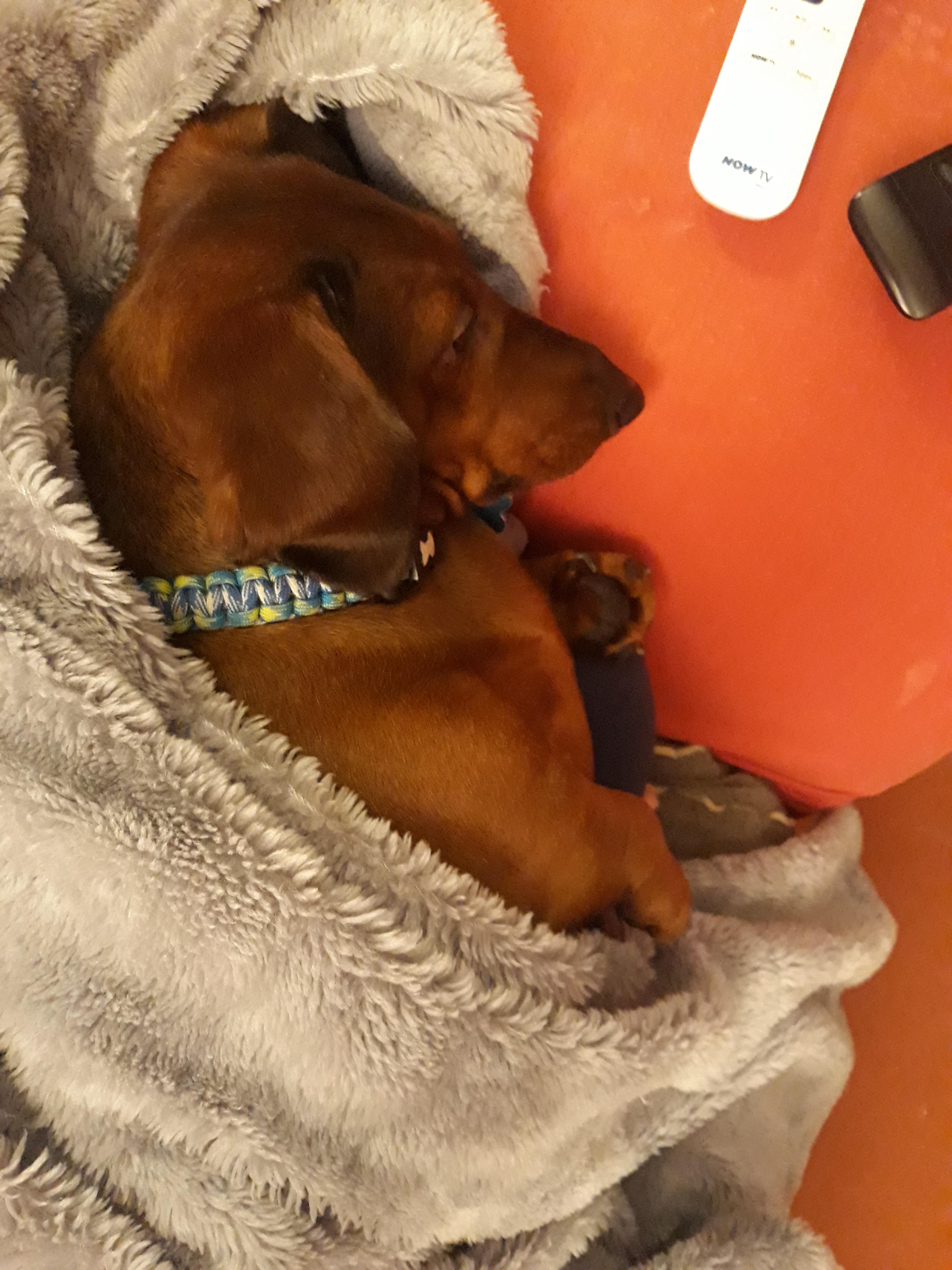 Having a very well deserved nap after doing nothing all day Dachshund