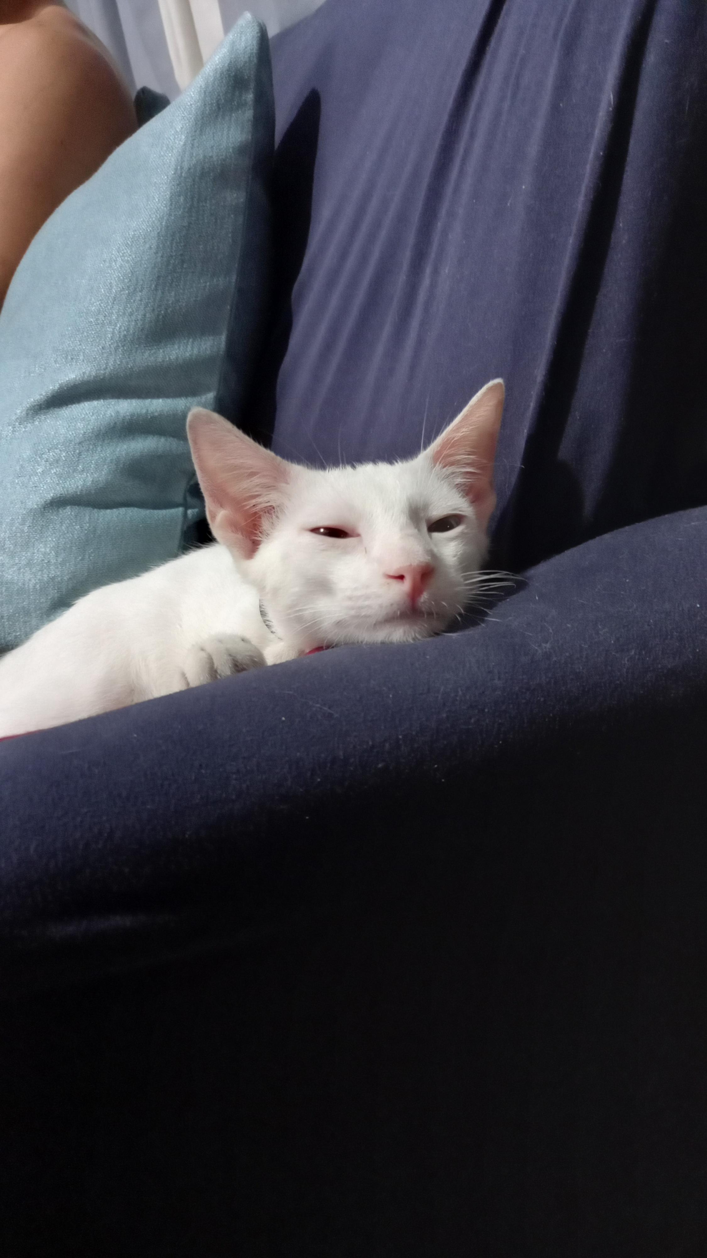 Need help with our rescued cat with bad breathe & foul ear odor. See