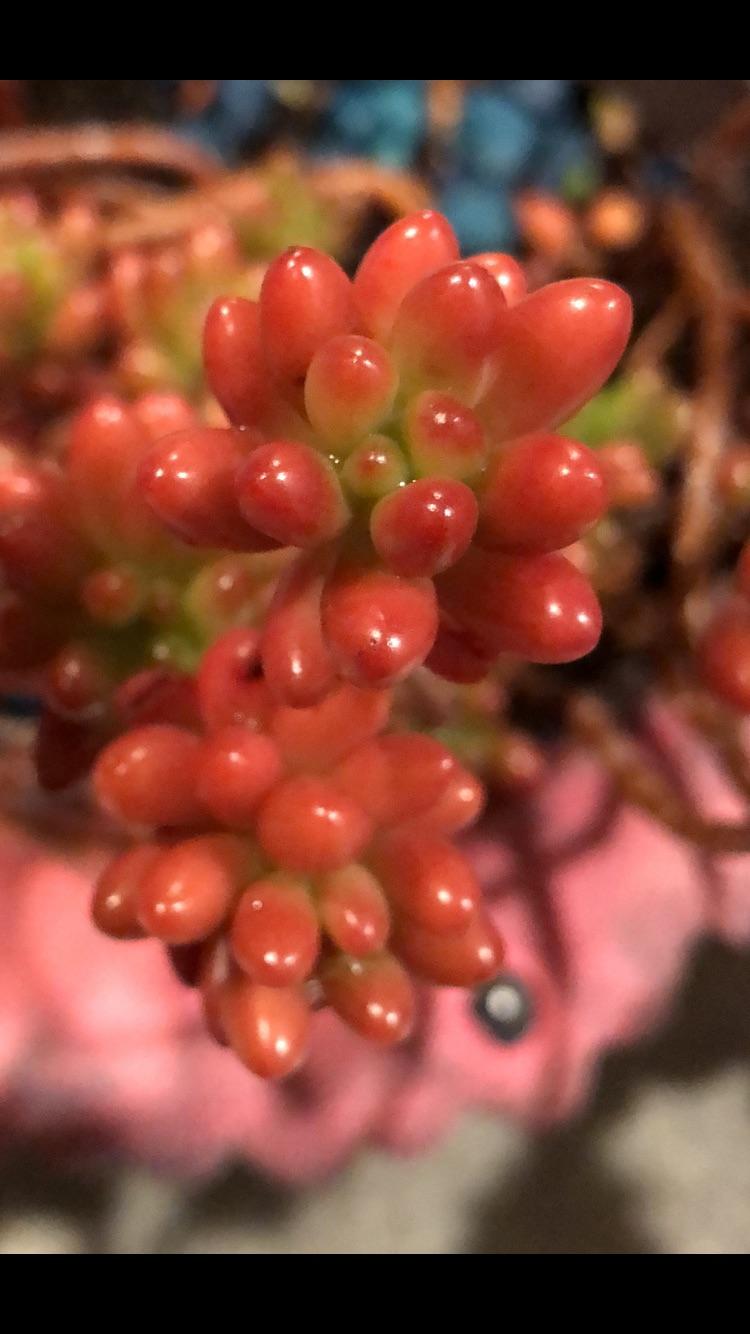 Ok girls it’s going to freeze tonight, time to come in from the sun