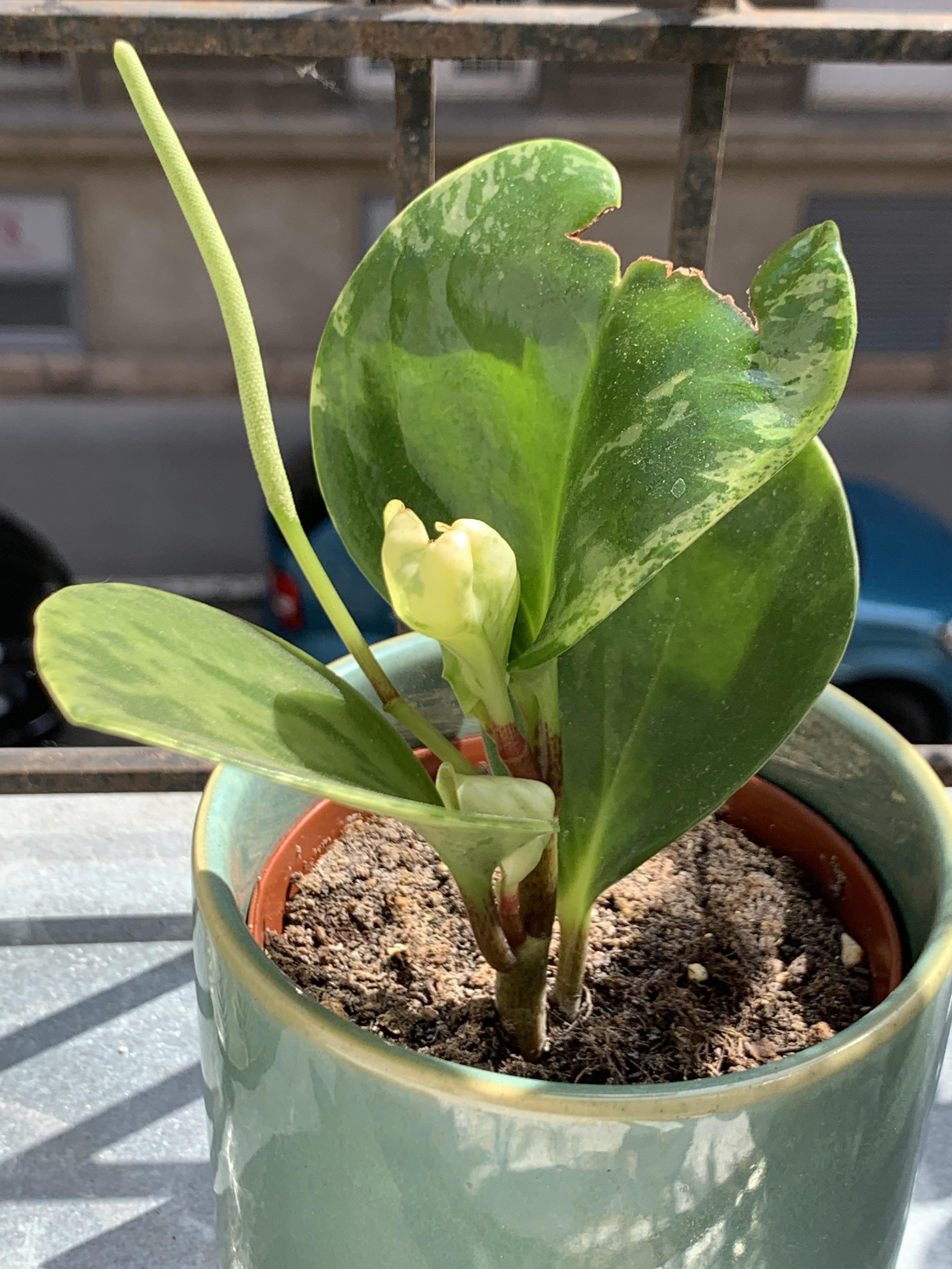 Mybaby rubber plant flower just keeps getting longer and longer! r/plants