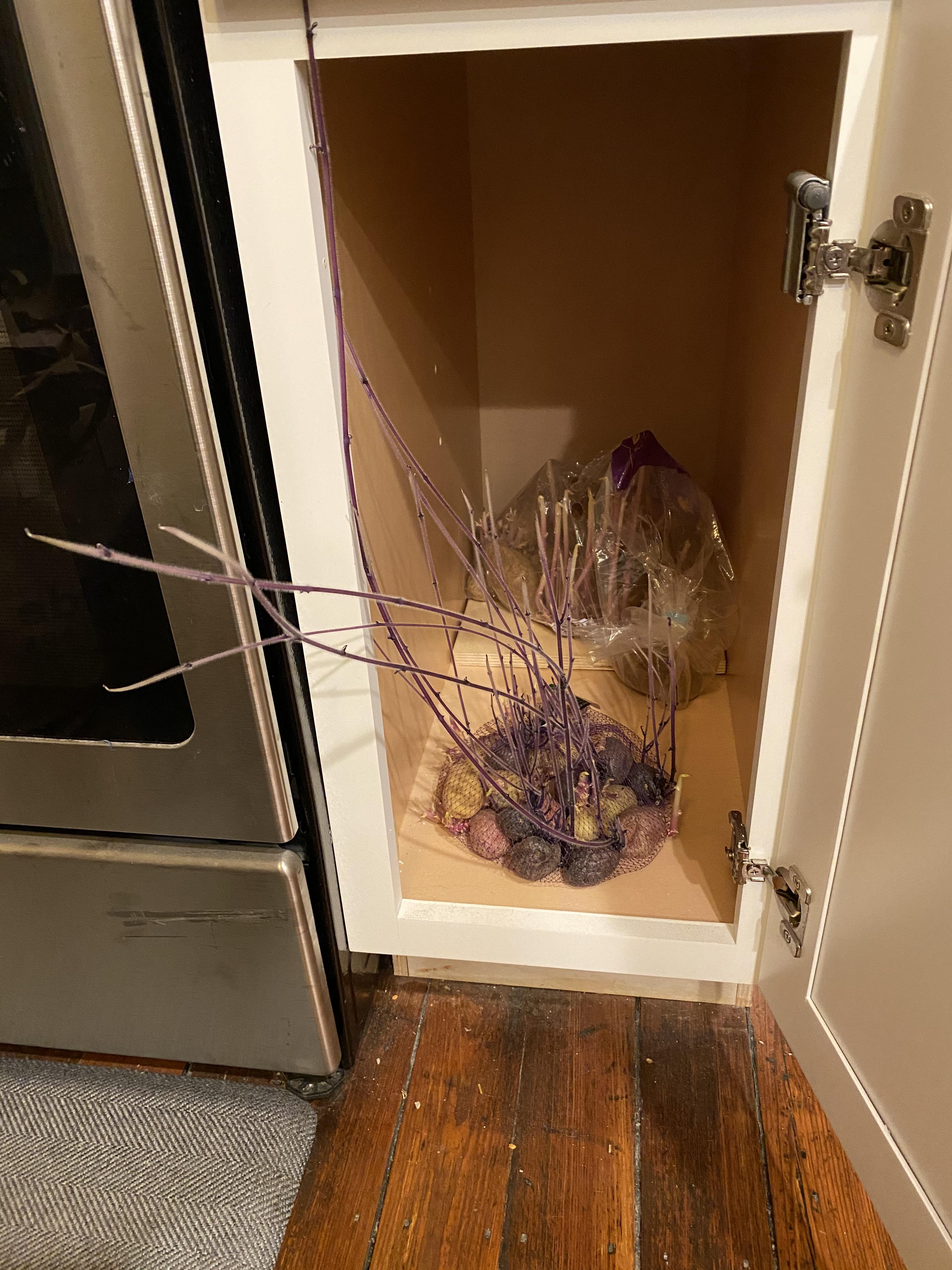 My potatoes grew in my r/Damnthatsinteresting