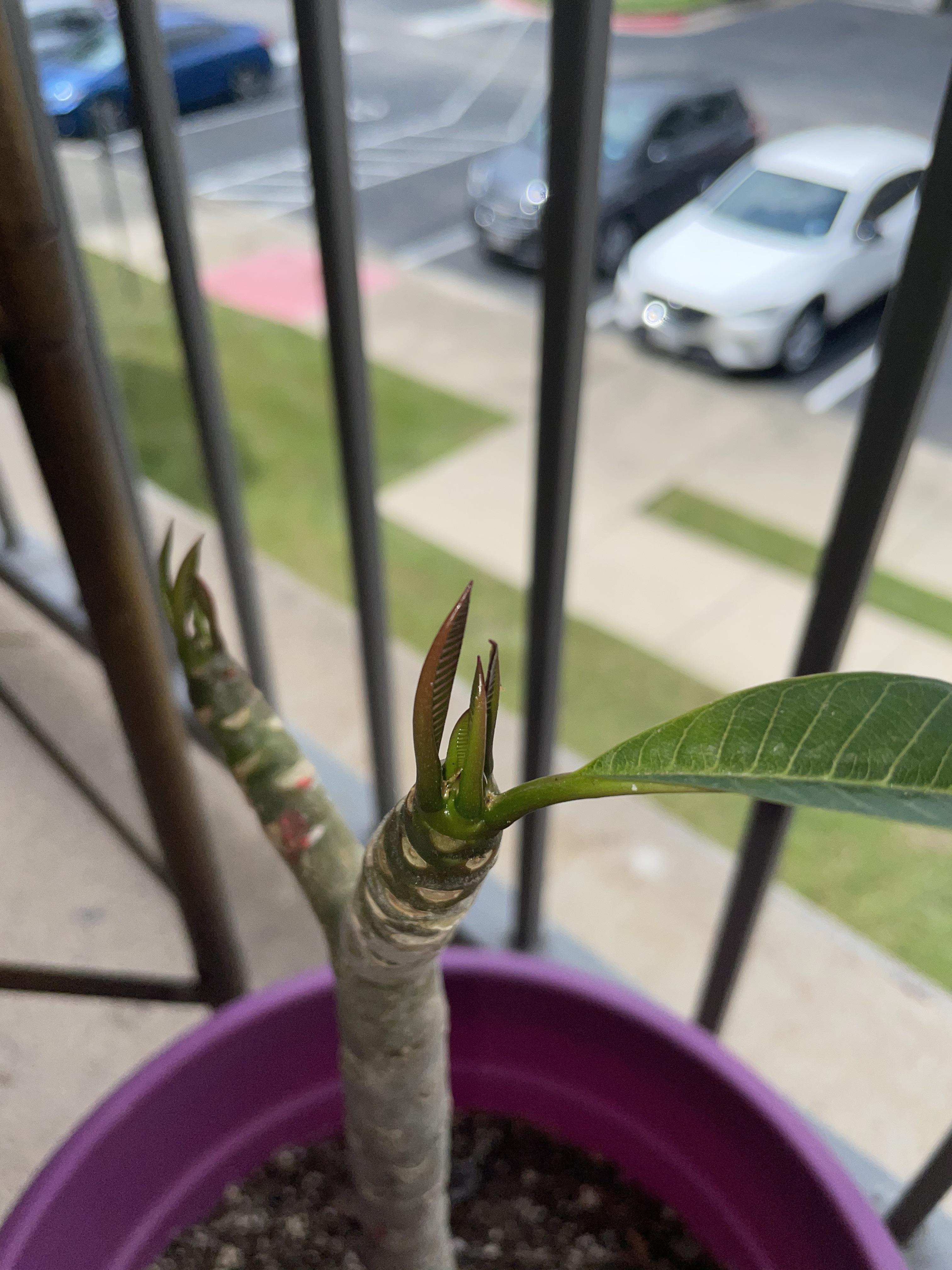 Why are my plumeria leaves not opening? r/Plumeria