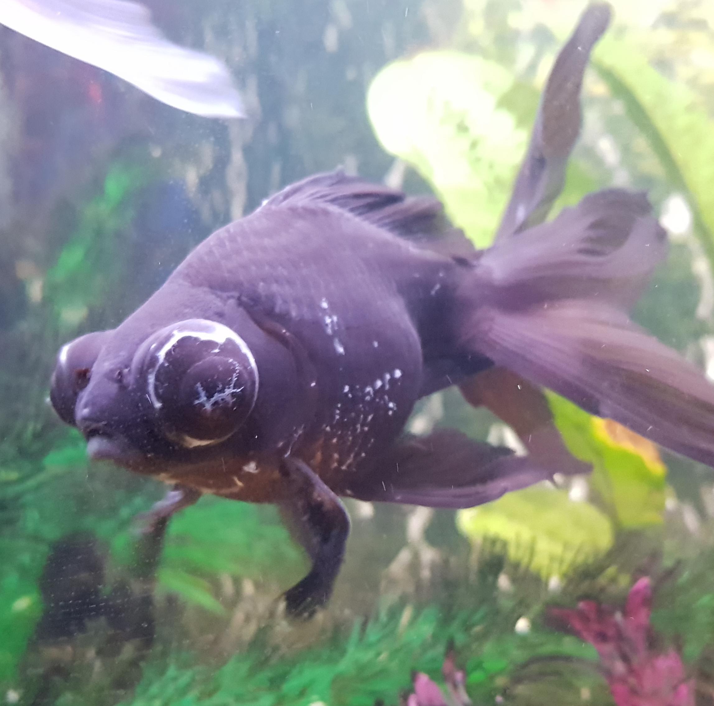 What's wrong with this Black Moor? White raised bumps on body and