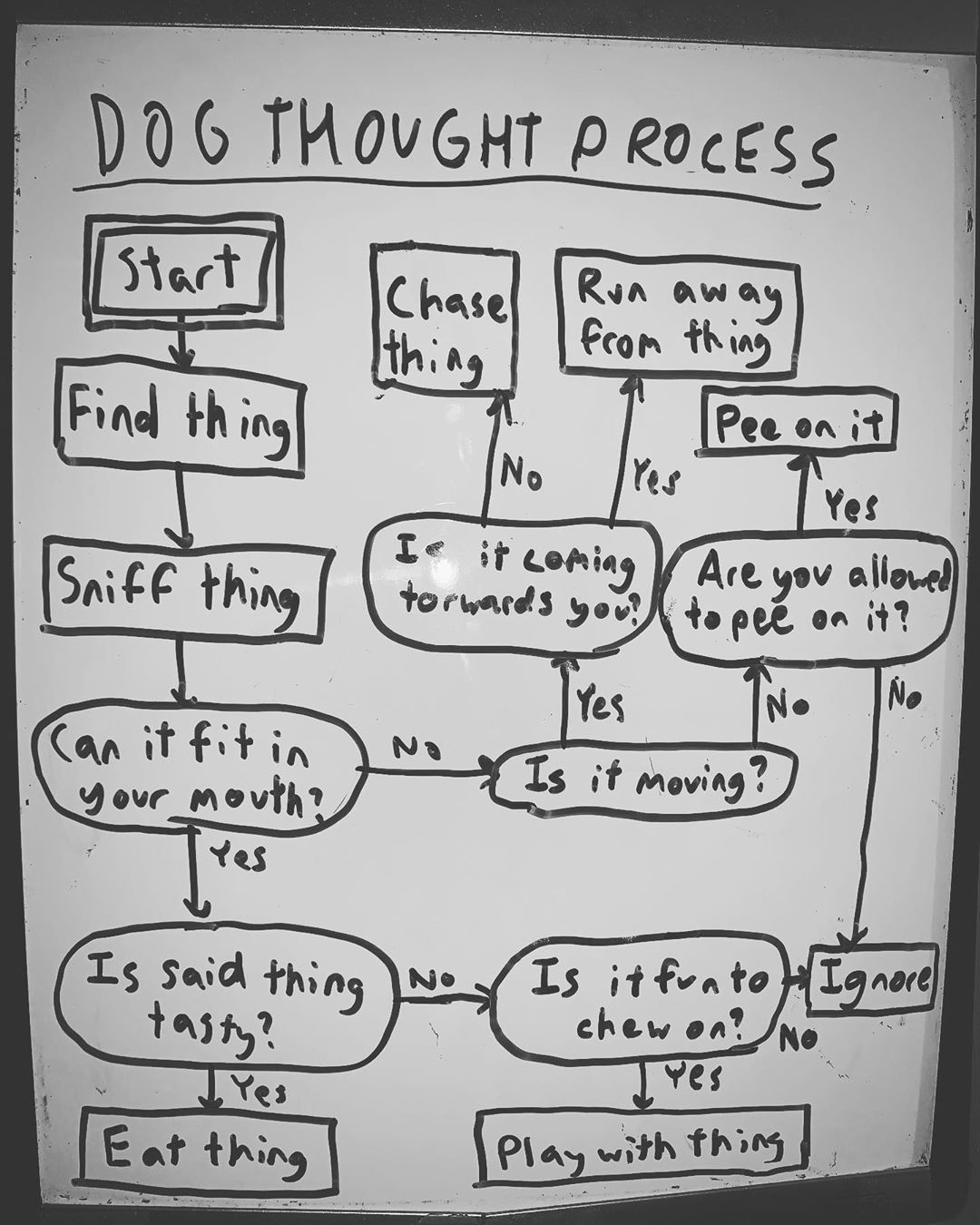 Do Dogs Have A Thought Process