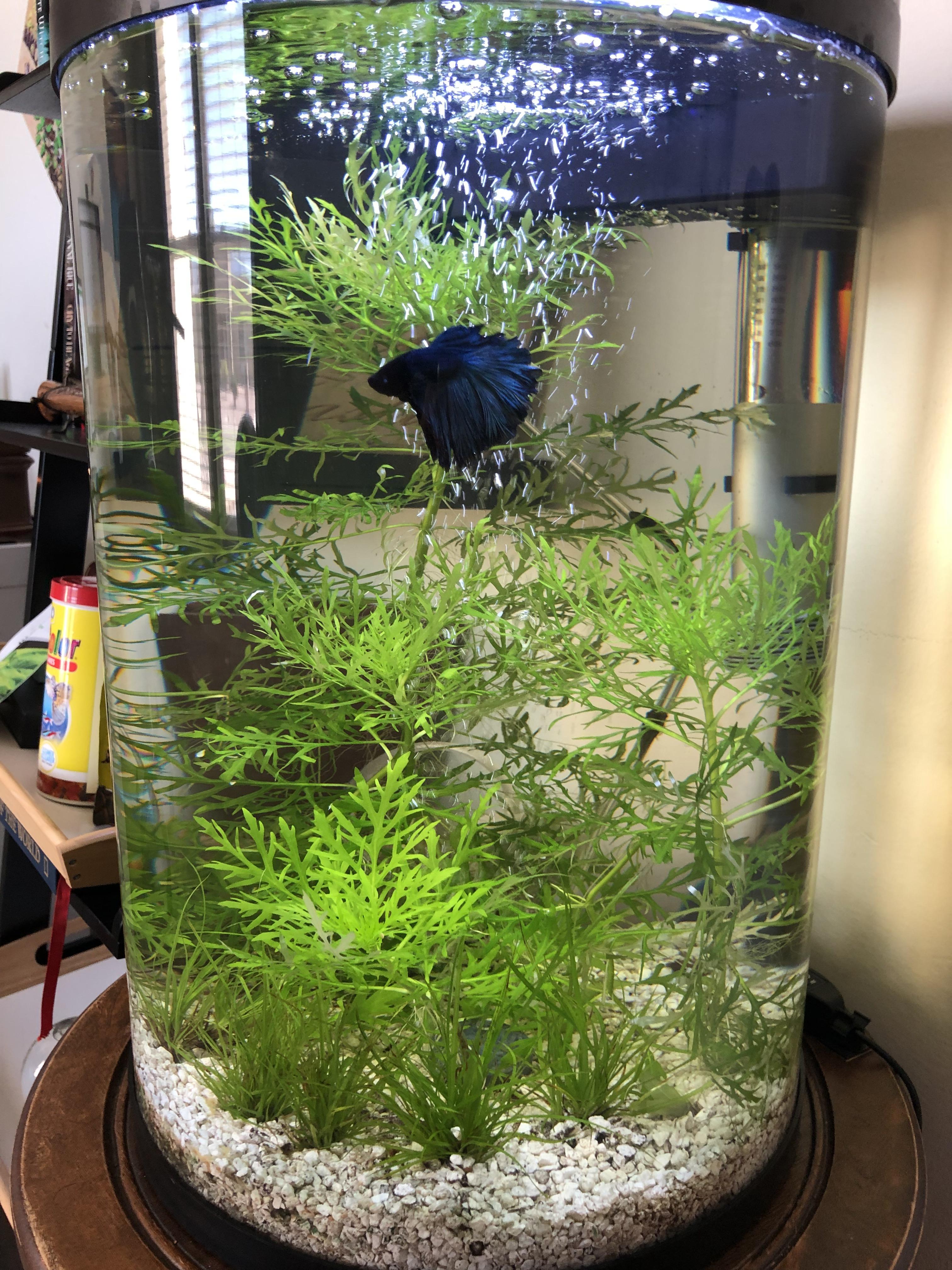 Too many plants for a Betta to enjoy? r/Aquariums