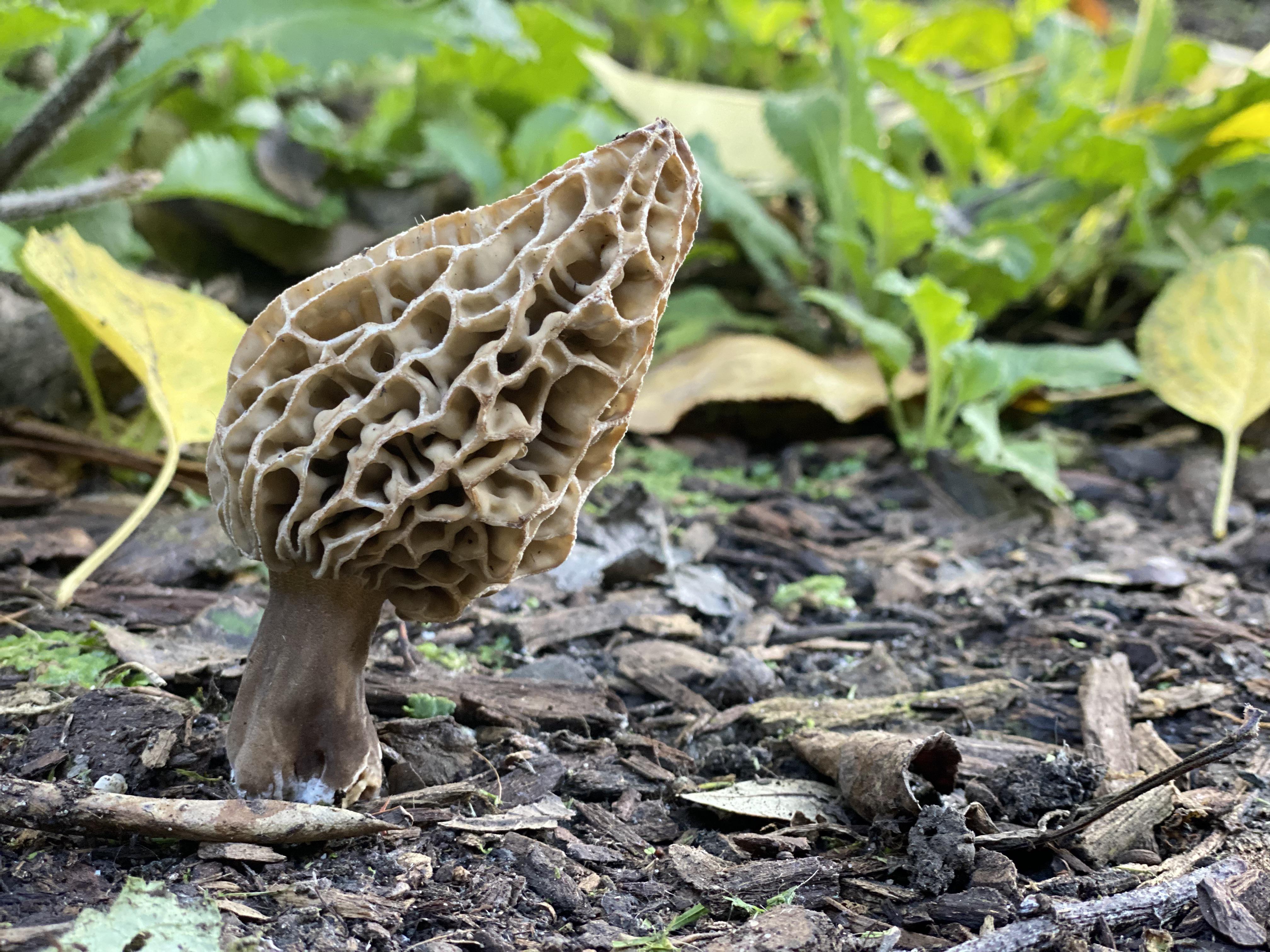 184 best r/morel_hunting images on Pholder Idaho