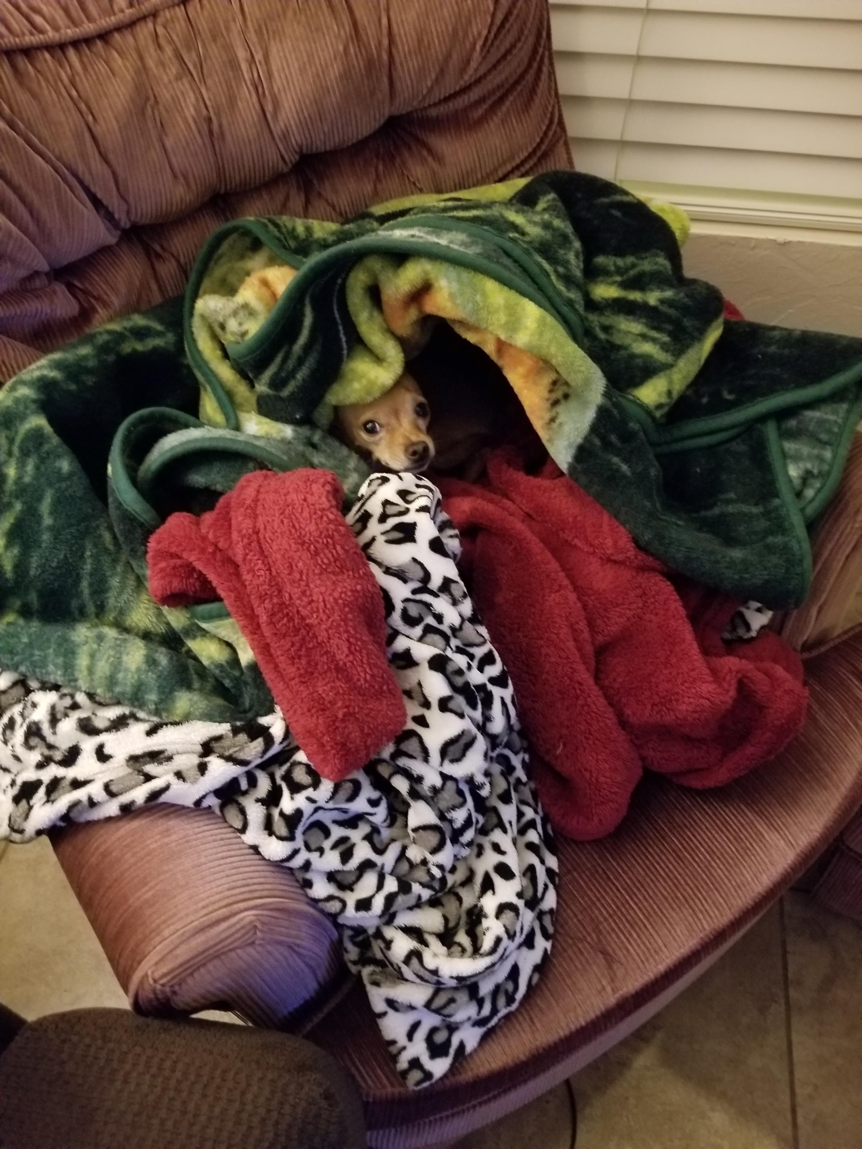 He loves blankets 💕 r/Chihuahua
