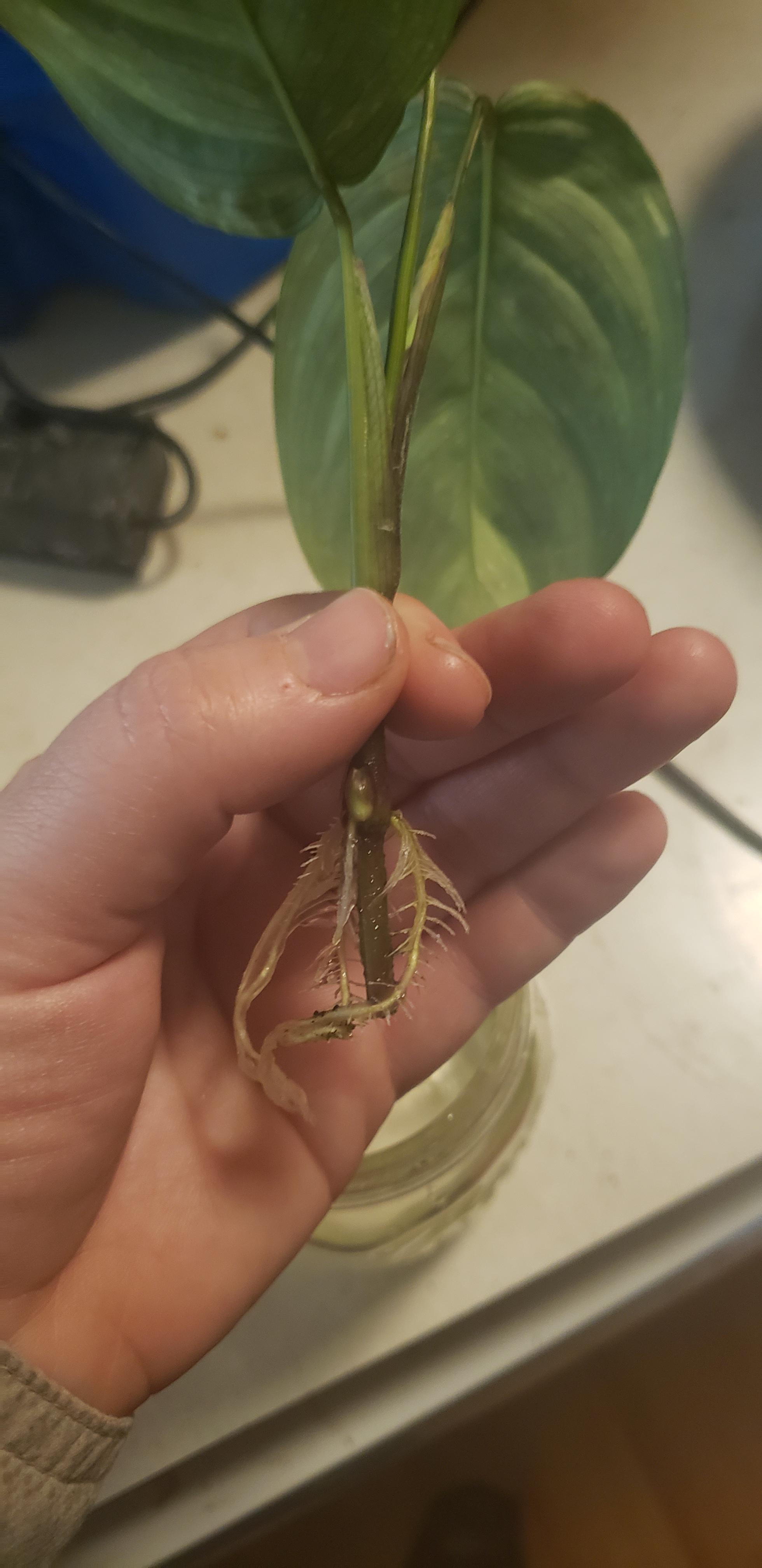 Any tips on how to repot this prayer plant w/o killing her? Last time i