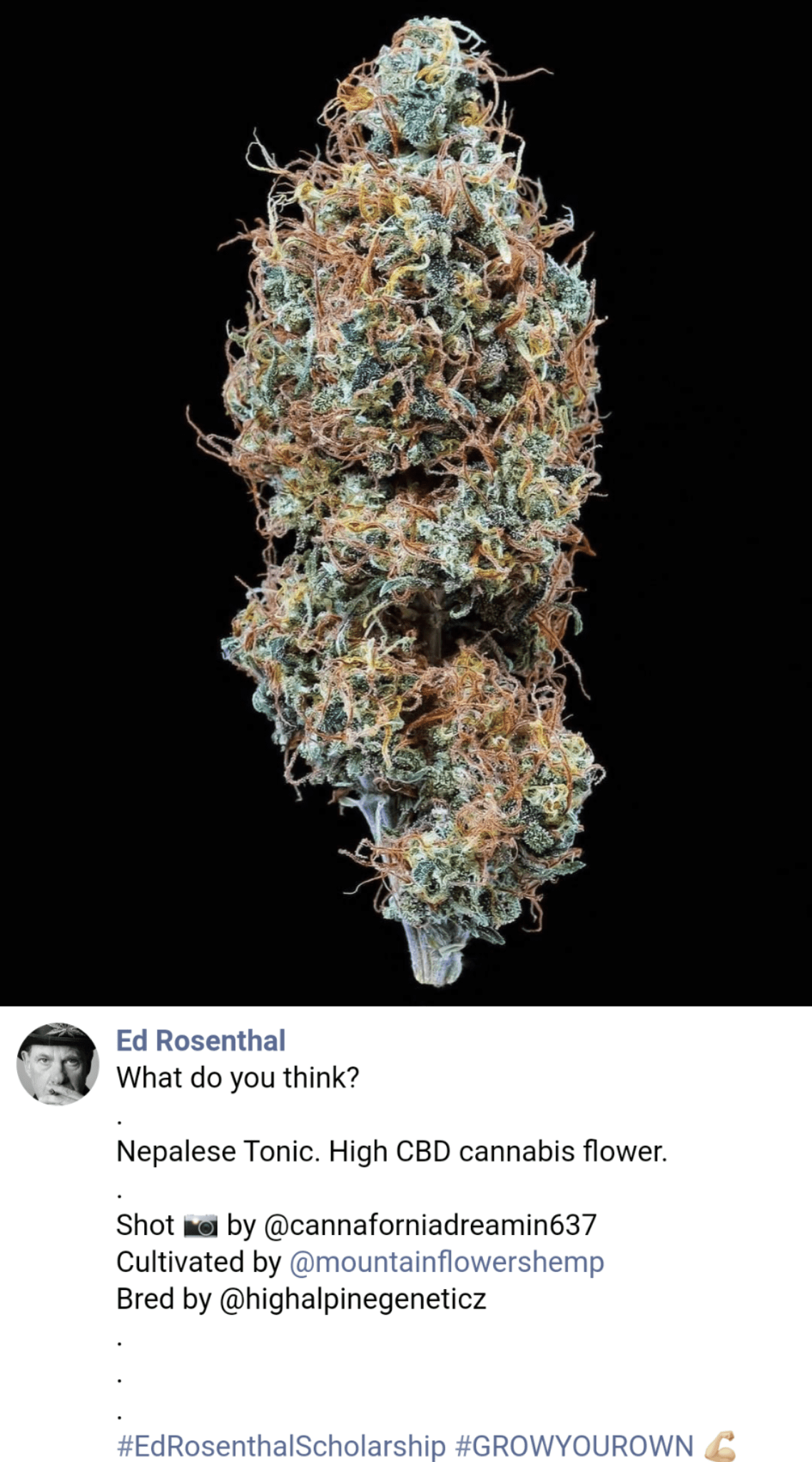 Props to Mountain Flowers Hemp (Boone NC) for getting a shoutout from