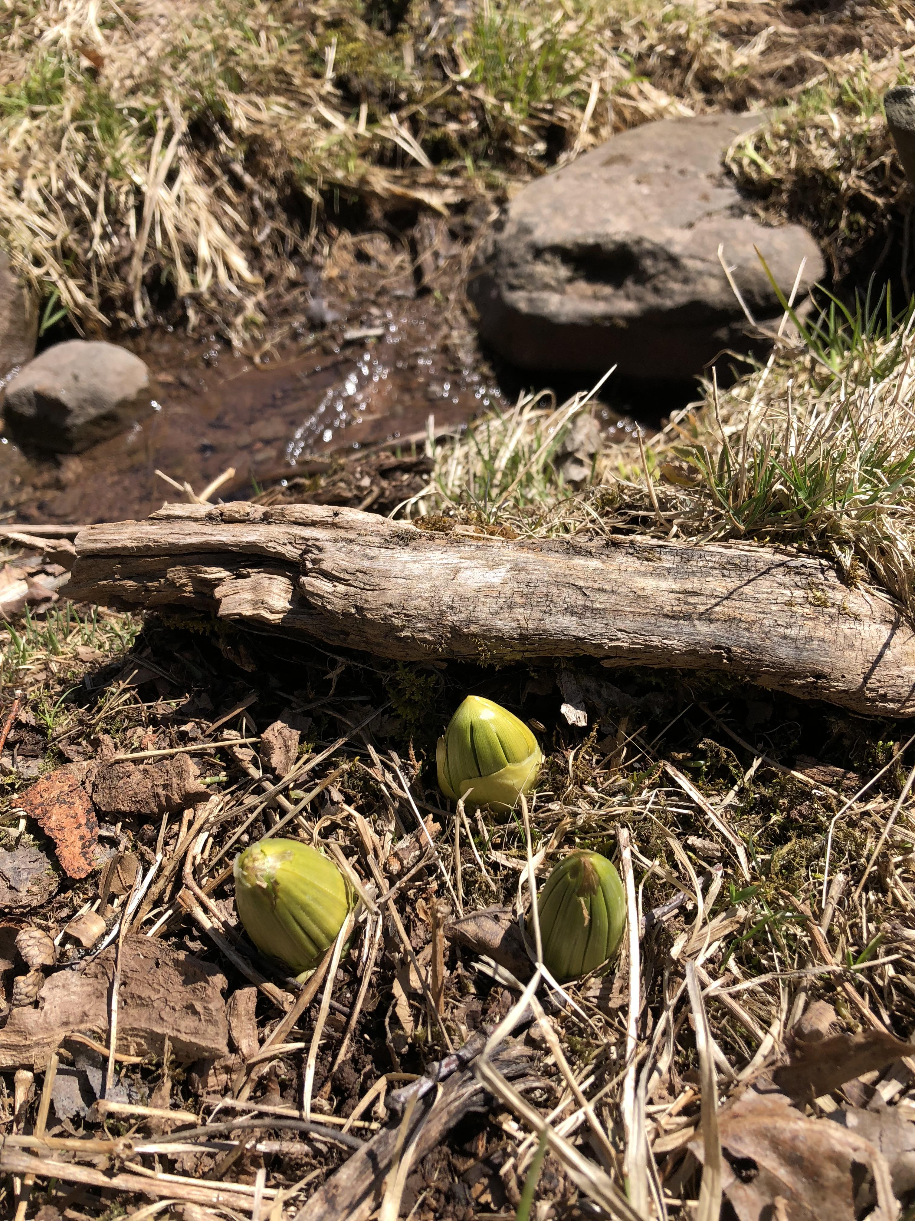 What is this plant? Found this weekend in Catskills, NY. r/whatsthisplant