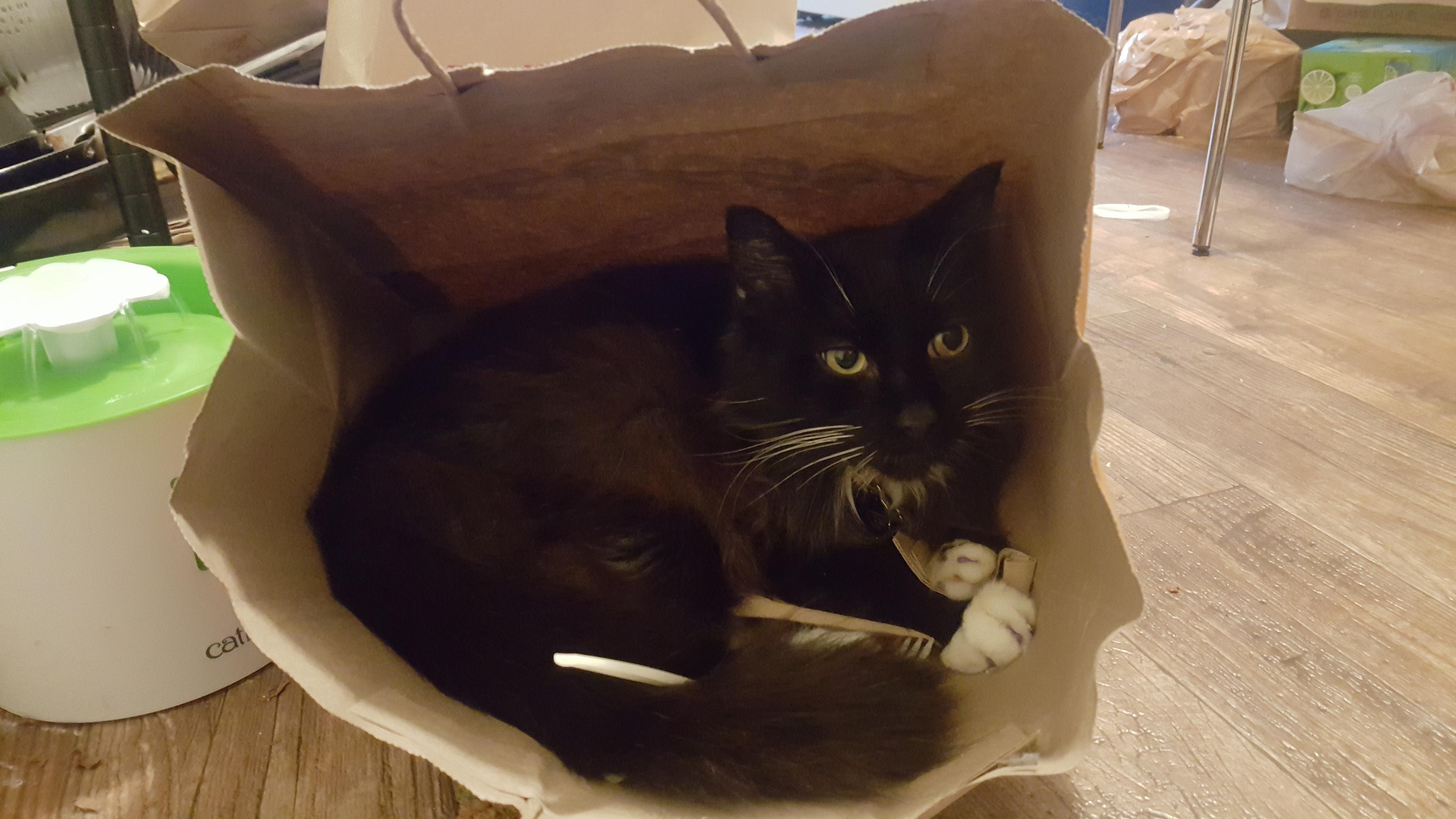 The cat's still in the bag! r/cat