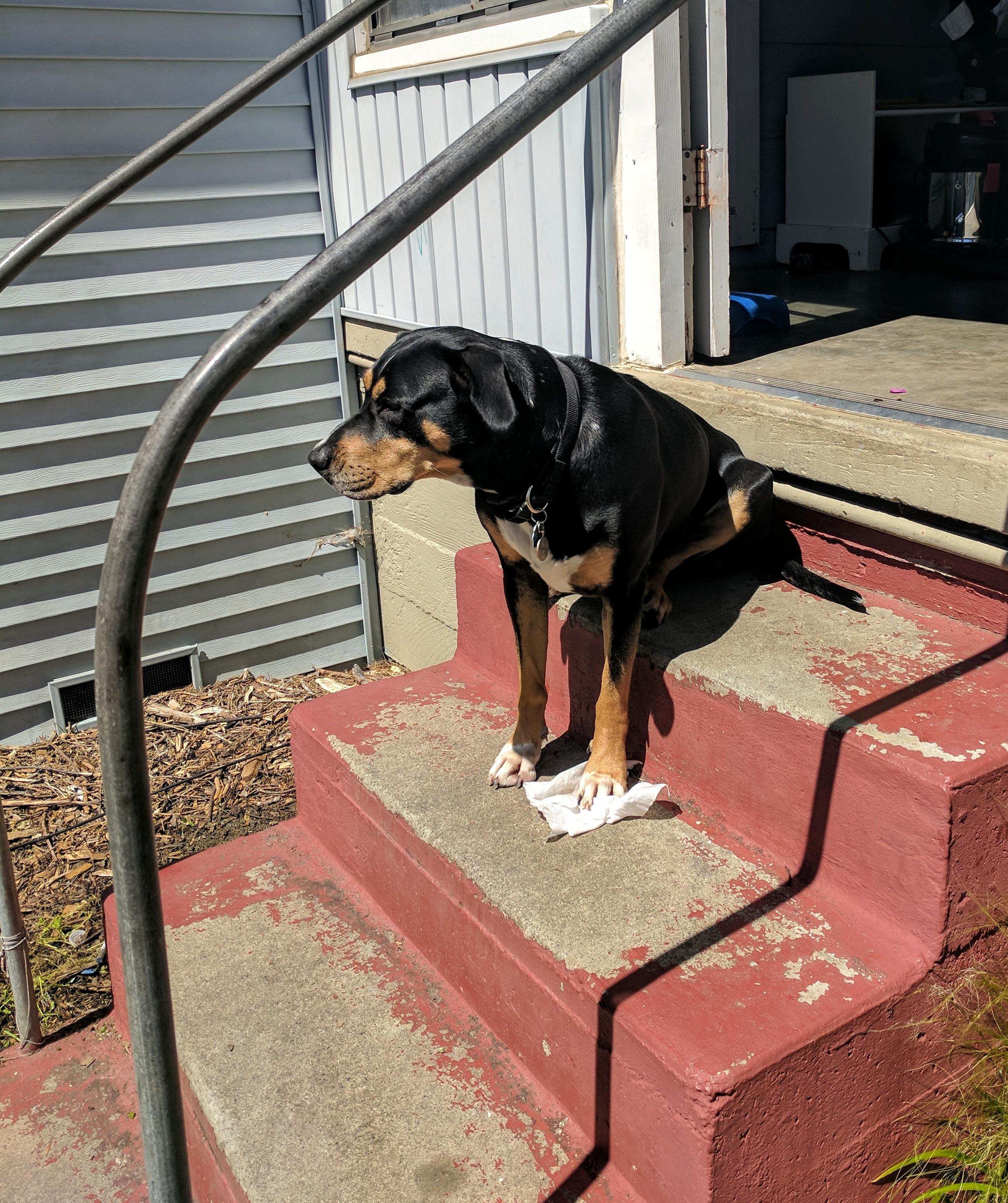 My dog sits on the steps like this every day, watching the world go by