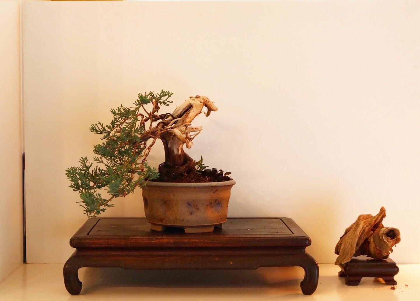 One of my favorite trees, a blue rug juniper from nursery stock and an