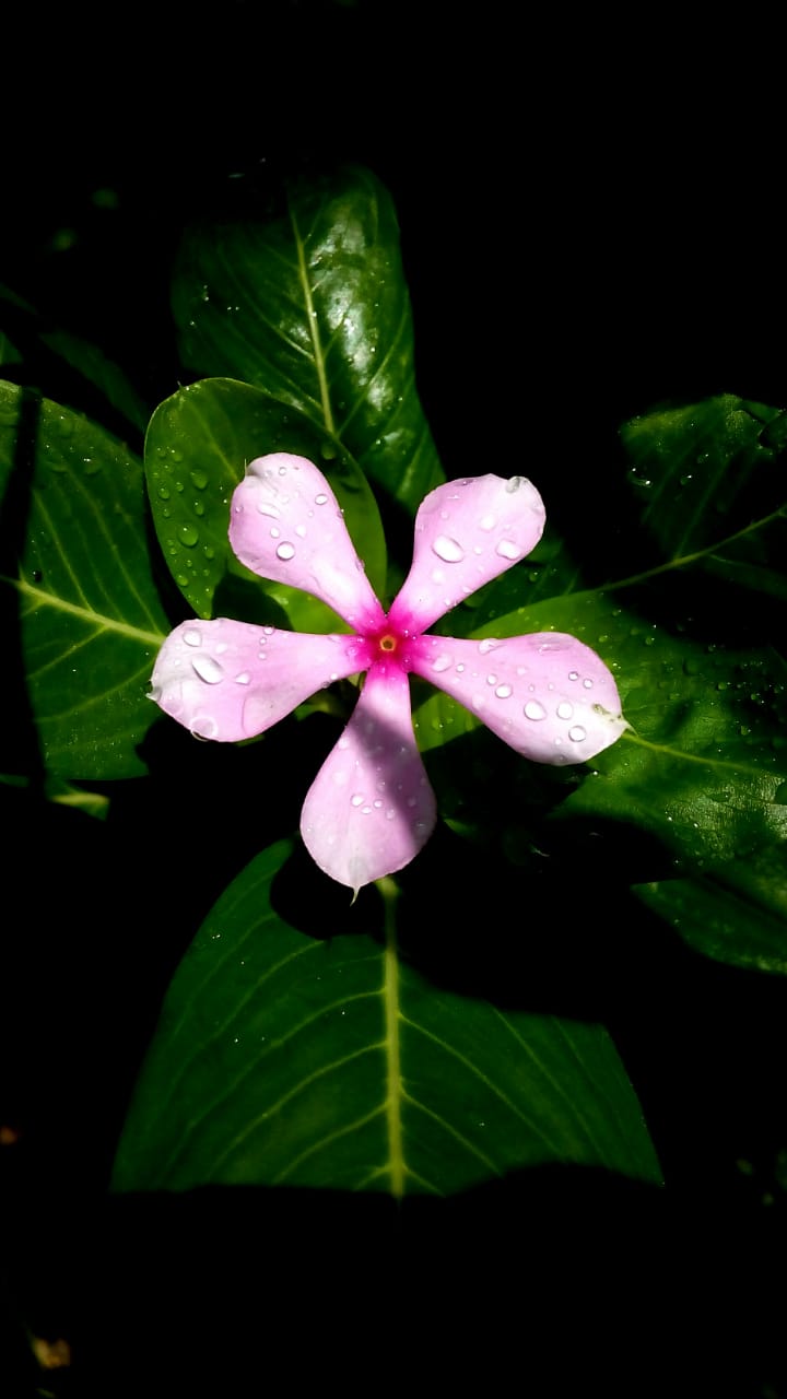 Beautiful "Nayantara" flower (Catharanthus roseus) r/BotanicalPorn