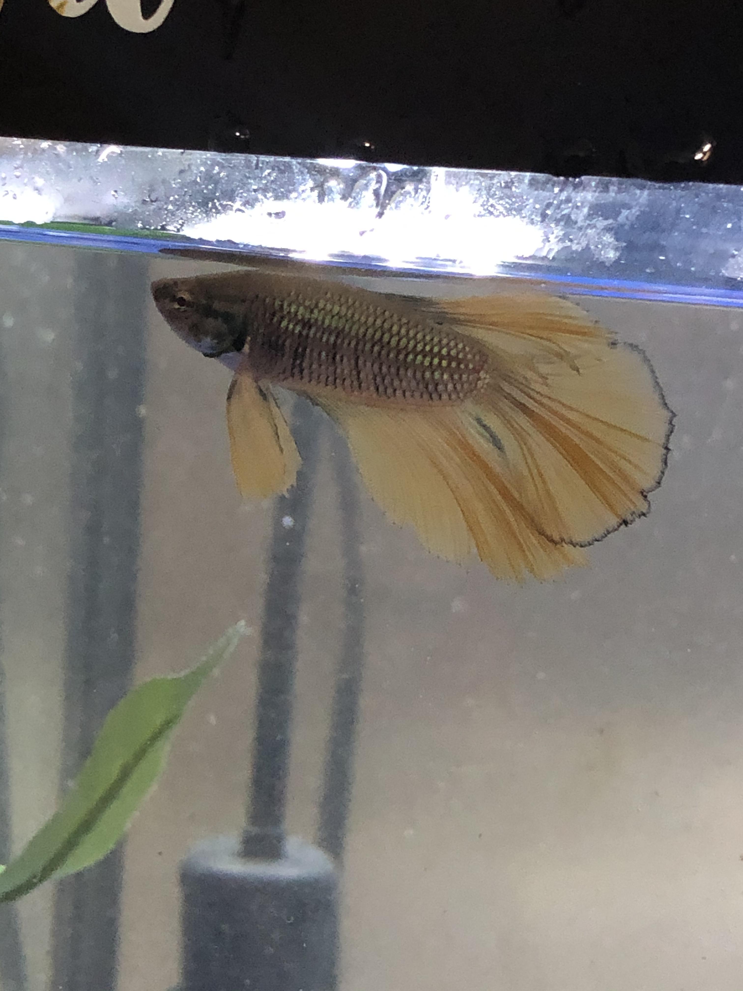 Meet Heinz, a blue mustard betta! r/bettafish