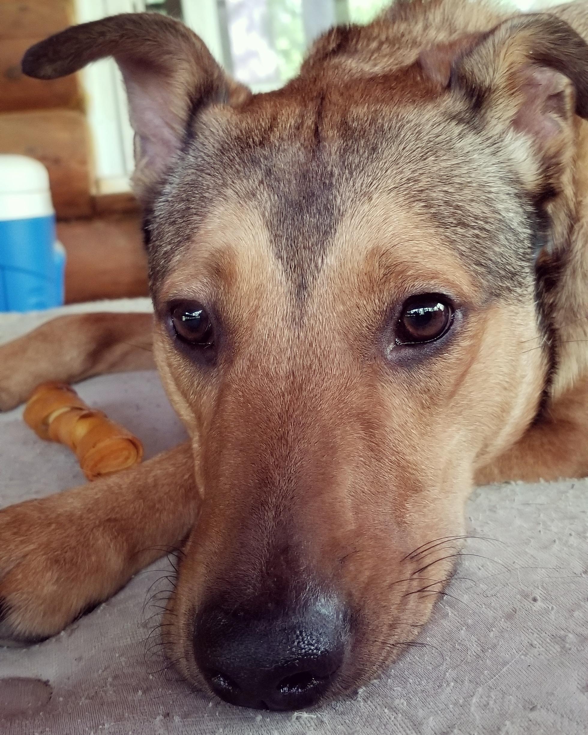 Pouting Puppy Dog r/Awww