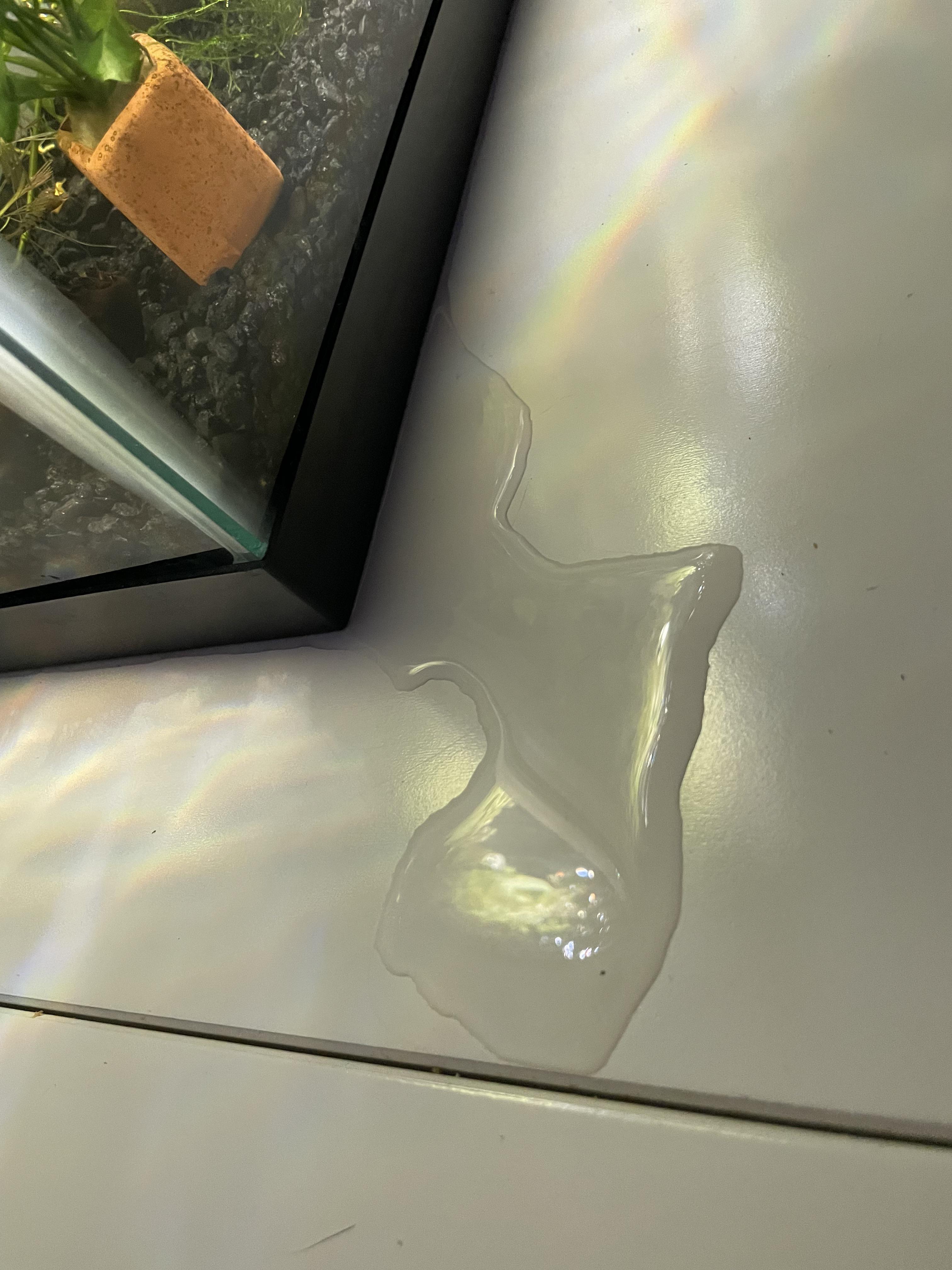 Tank is leaking!!! what do I do so my shrimp don’t die? : Aquariums