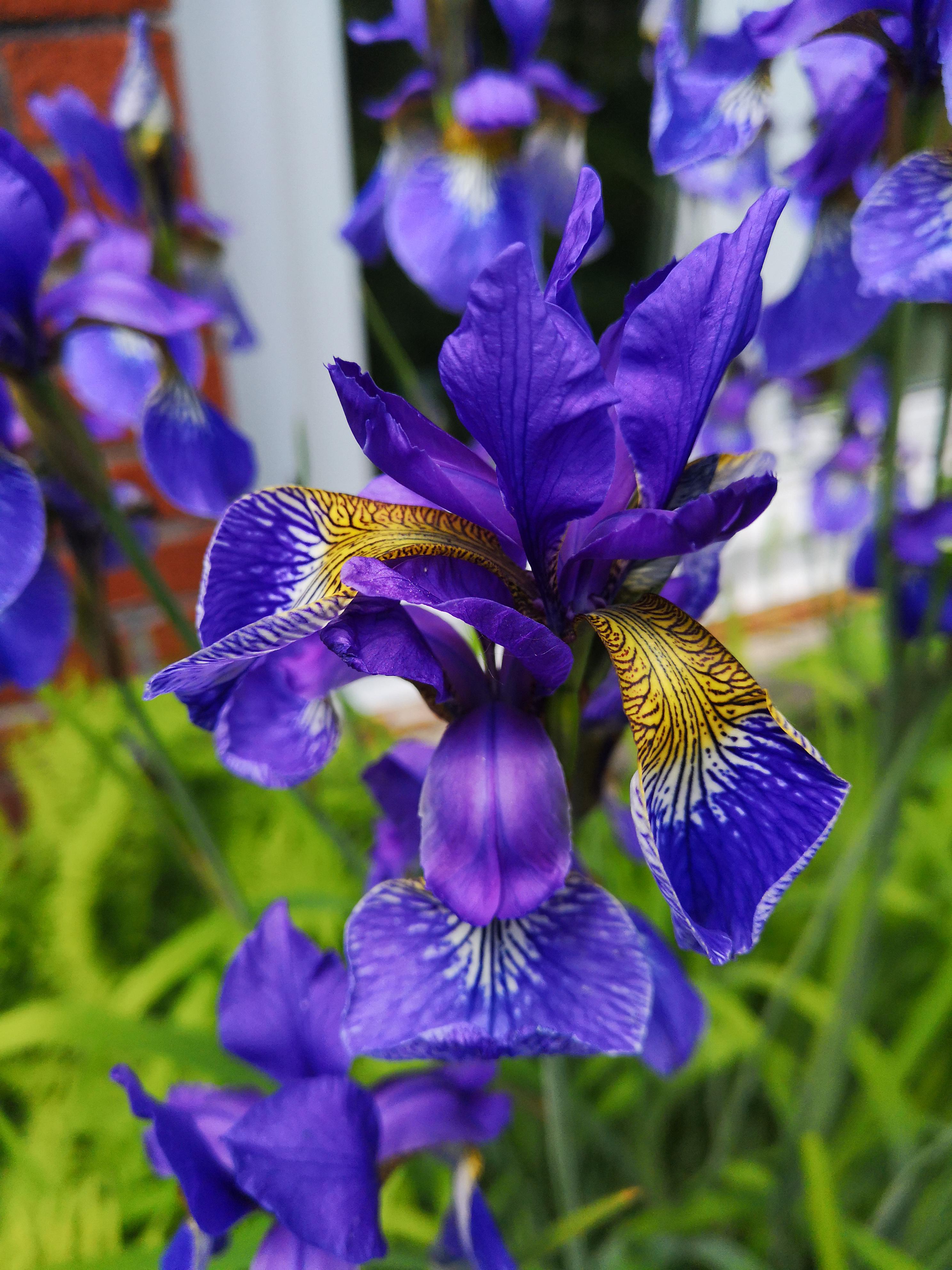 Siberian irises have bloomed in the front yard r/gardening