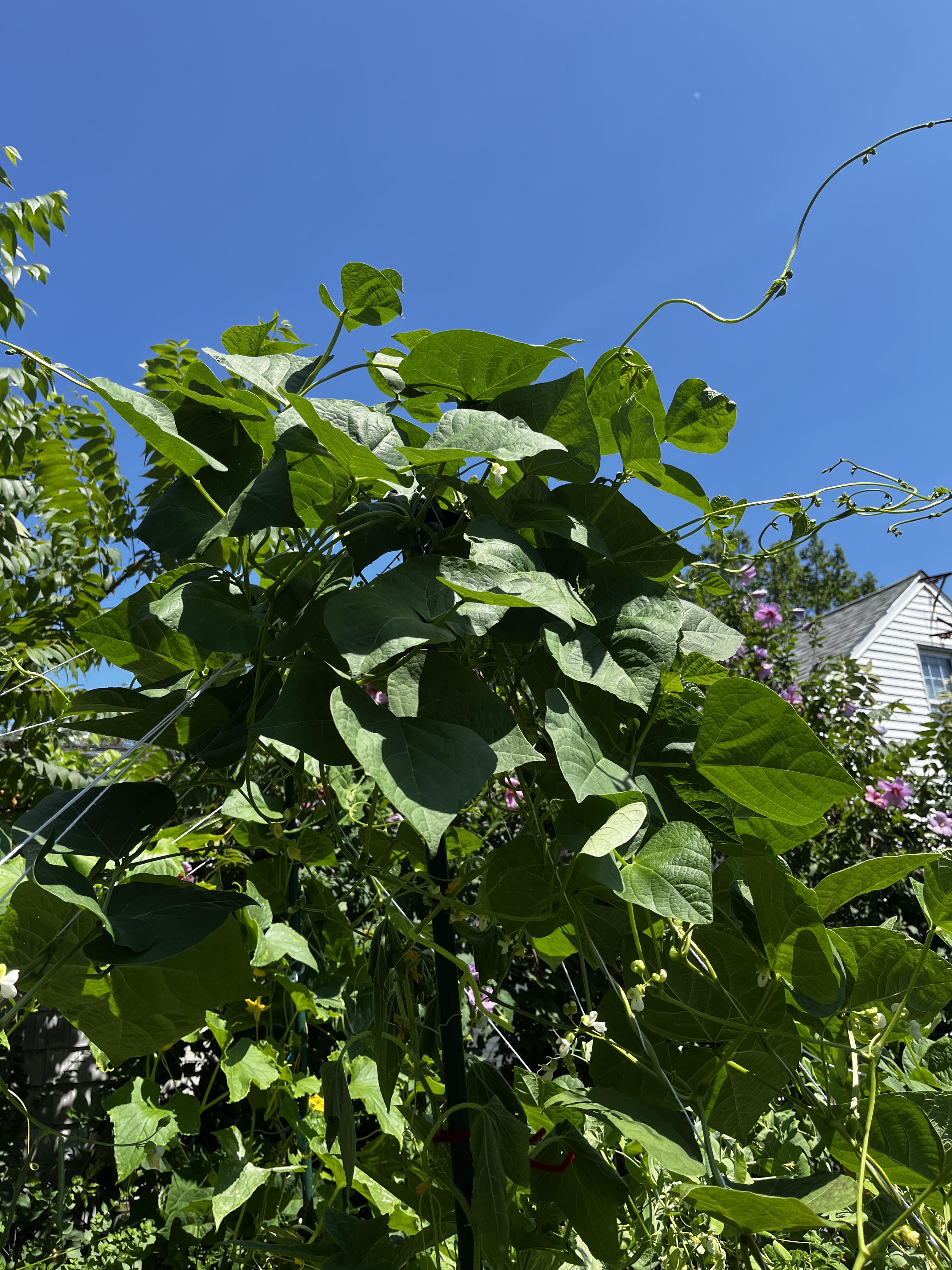 Why don’t I have any green beans? gardening