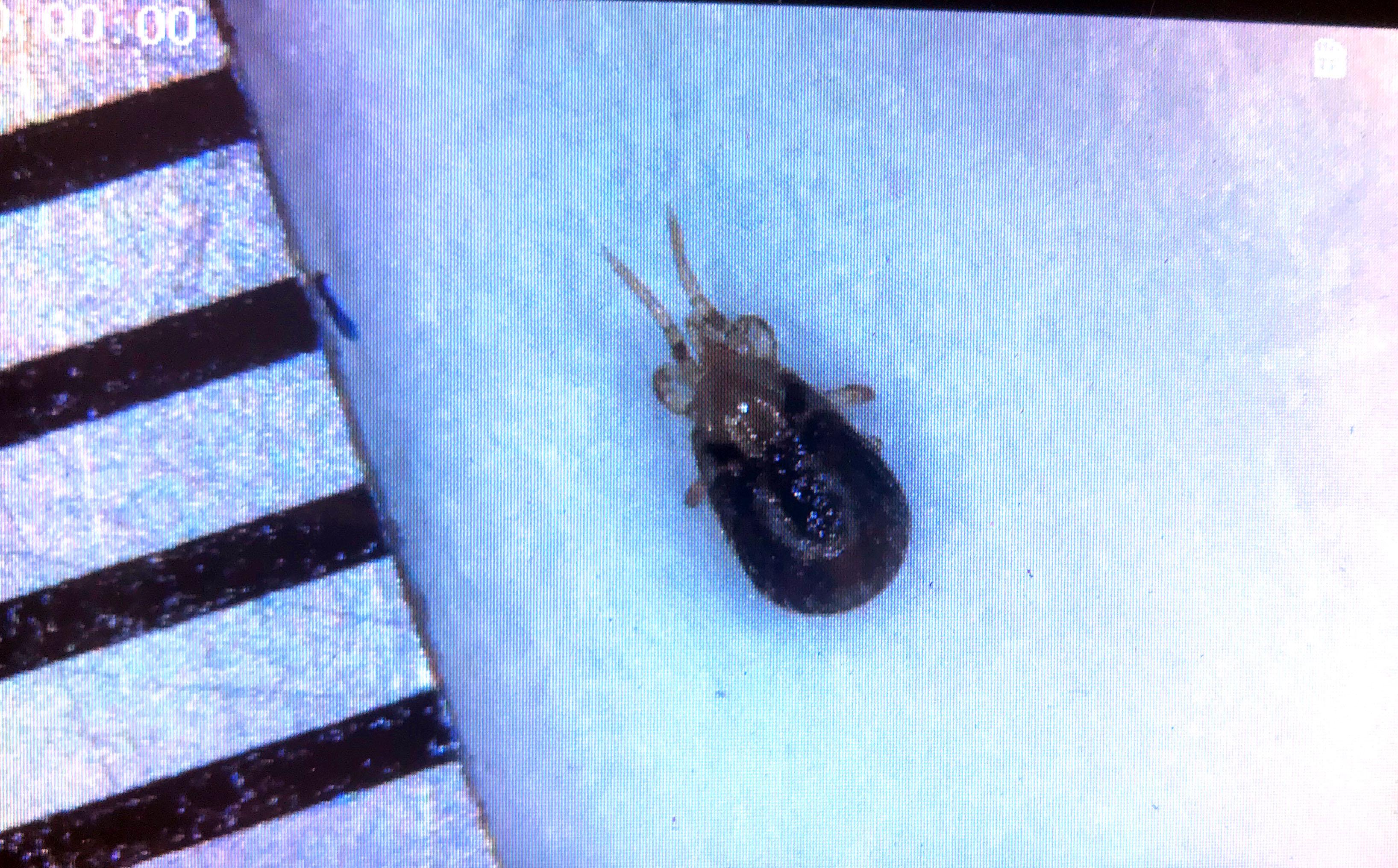 Tiny bugs in house Bay Area, California whatsthisbug