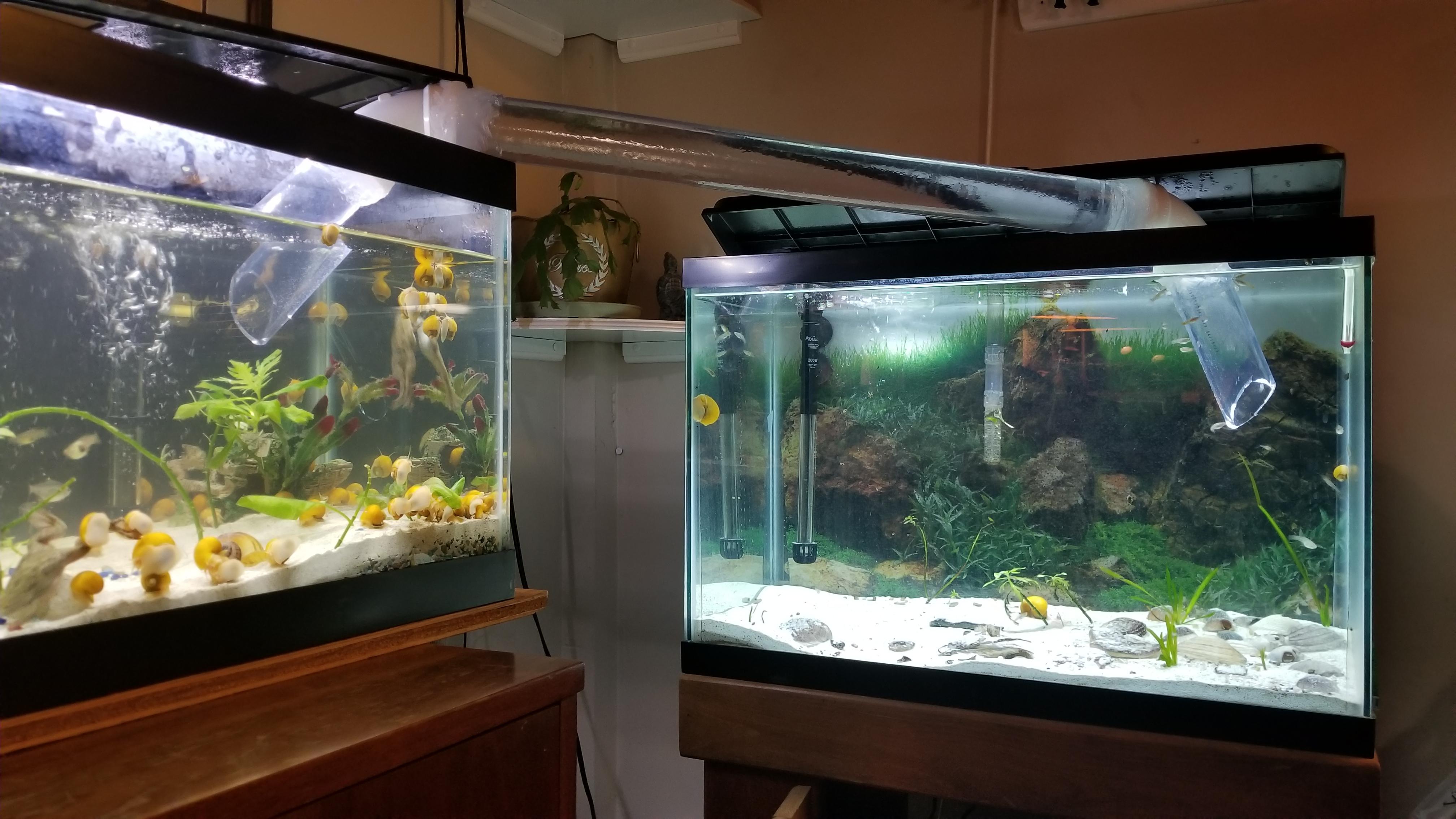 Experimental Water Bridge linking 33 long to 20 tall. Aquariums