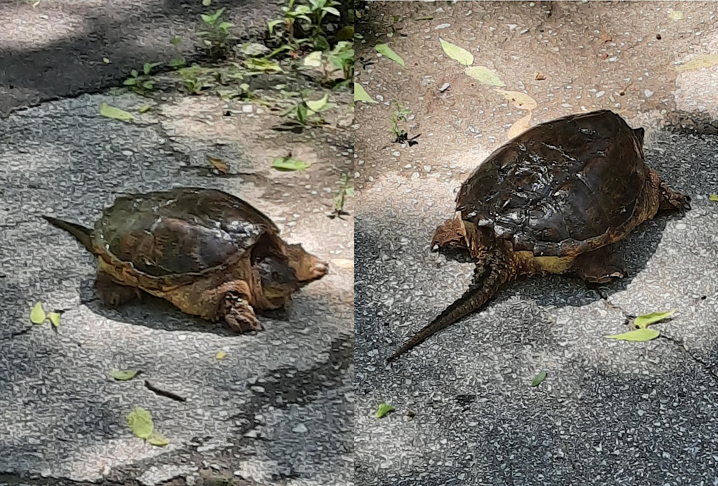 Made a new snapping turtle friend / "pet" on my lunch break walk