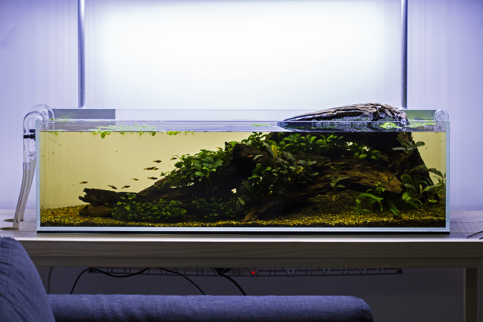 12g Bookshelf Blackwater Tank r/Aquariums