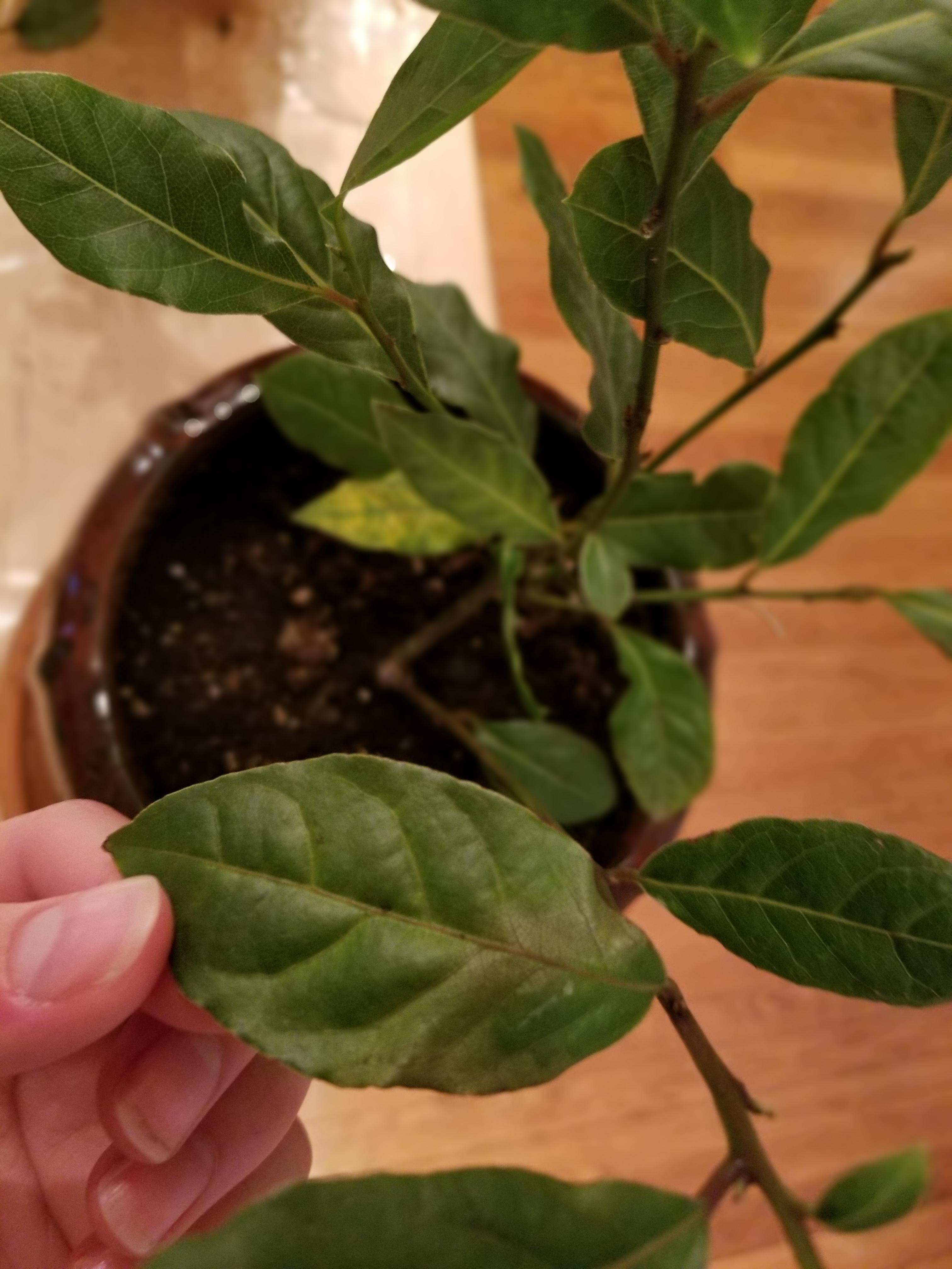 What's wrong with my bay laurel? Some lower leaves are yellow with dark