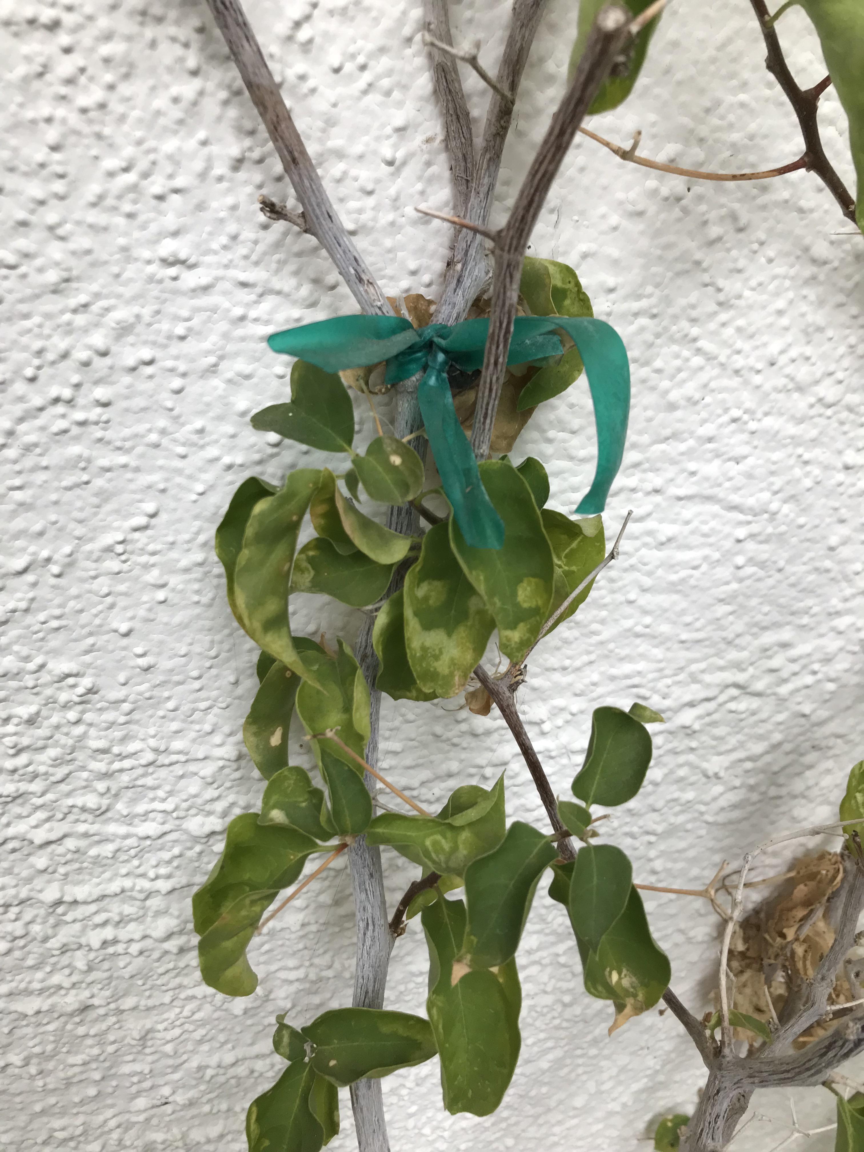 Bougainvillea leavesover watering stress? r/gardening