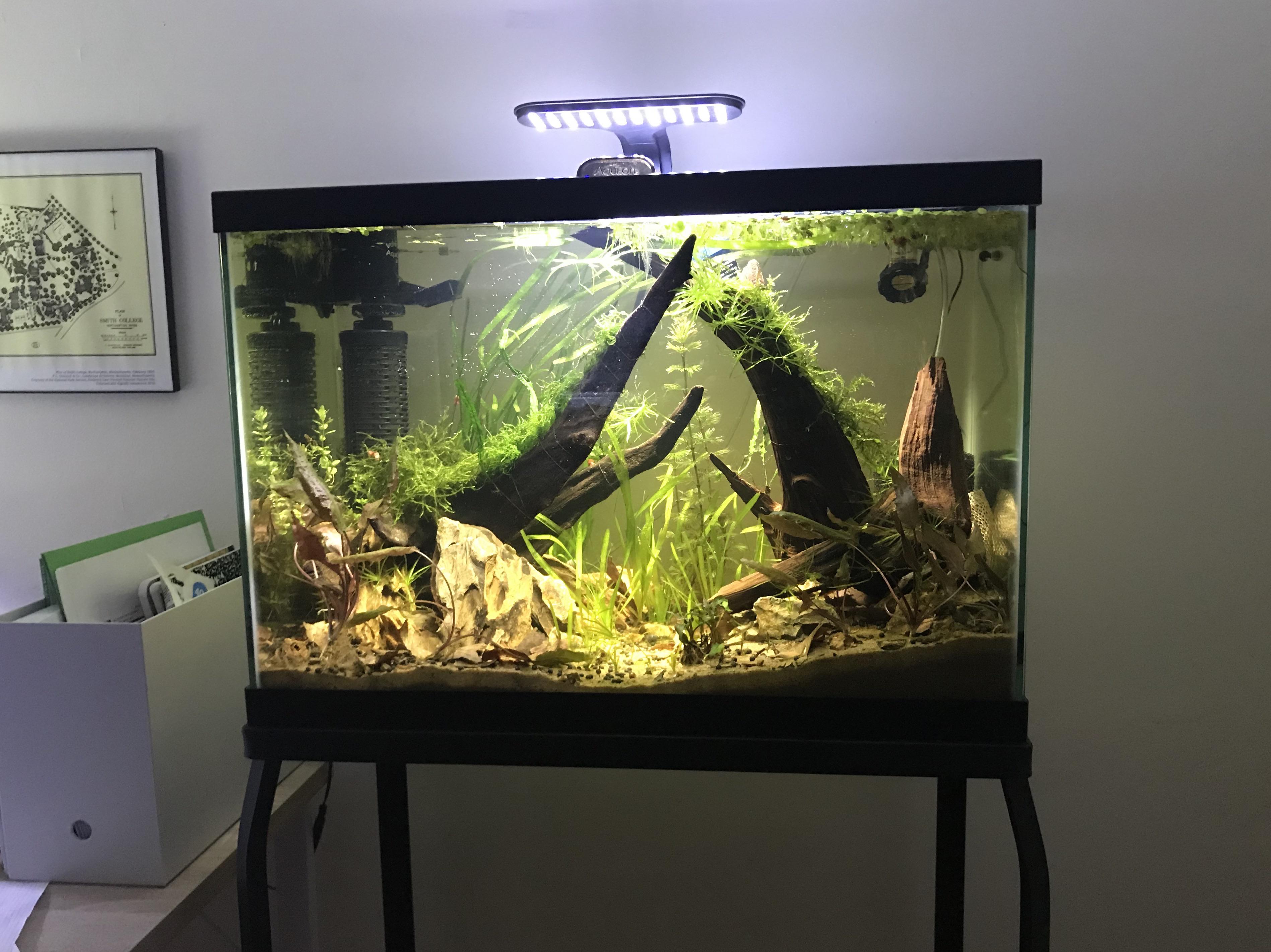 Blackwater snail farm getting an appropriate light today r/PlantedTank