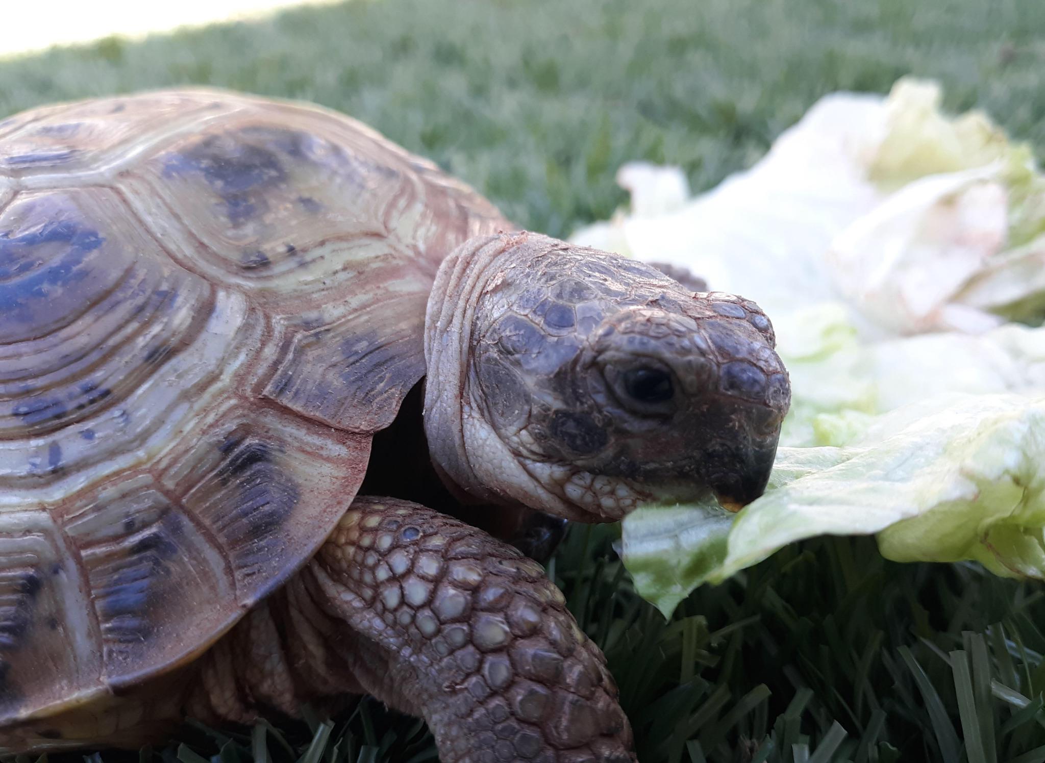 Russian Tortoise Eating Lettuce r/tortoise