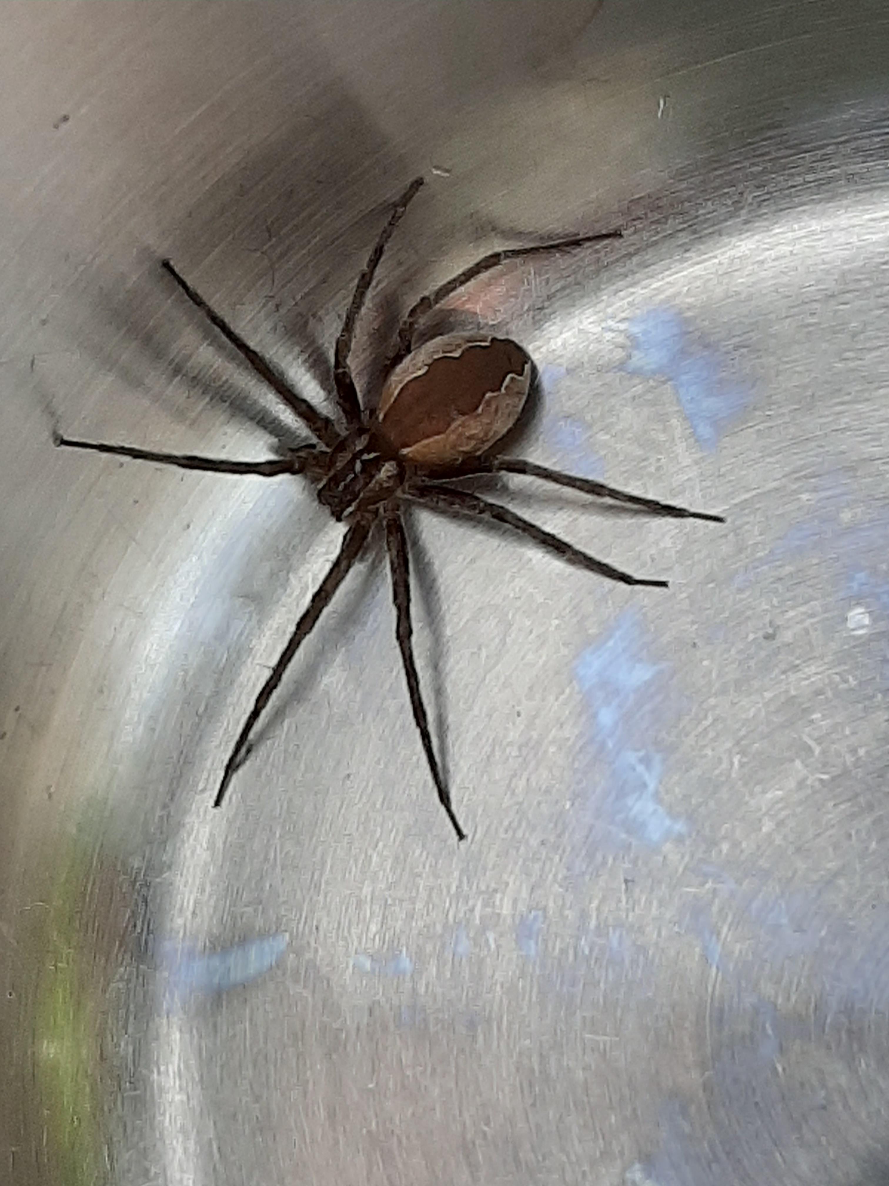 [Southern Ontario, Canada] Large spider found in garden lettuce r