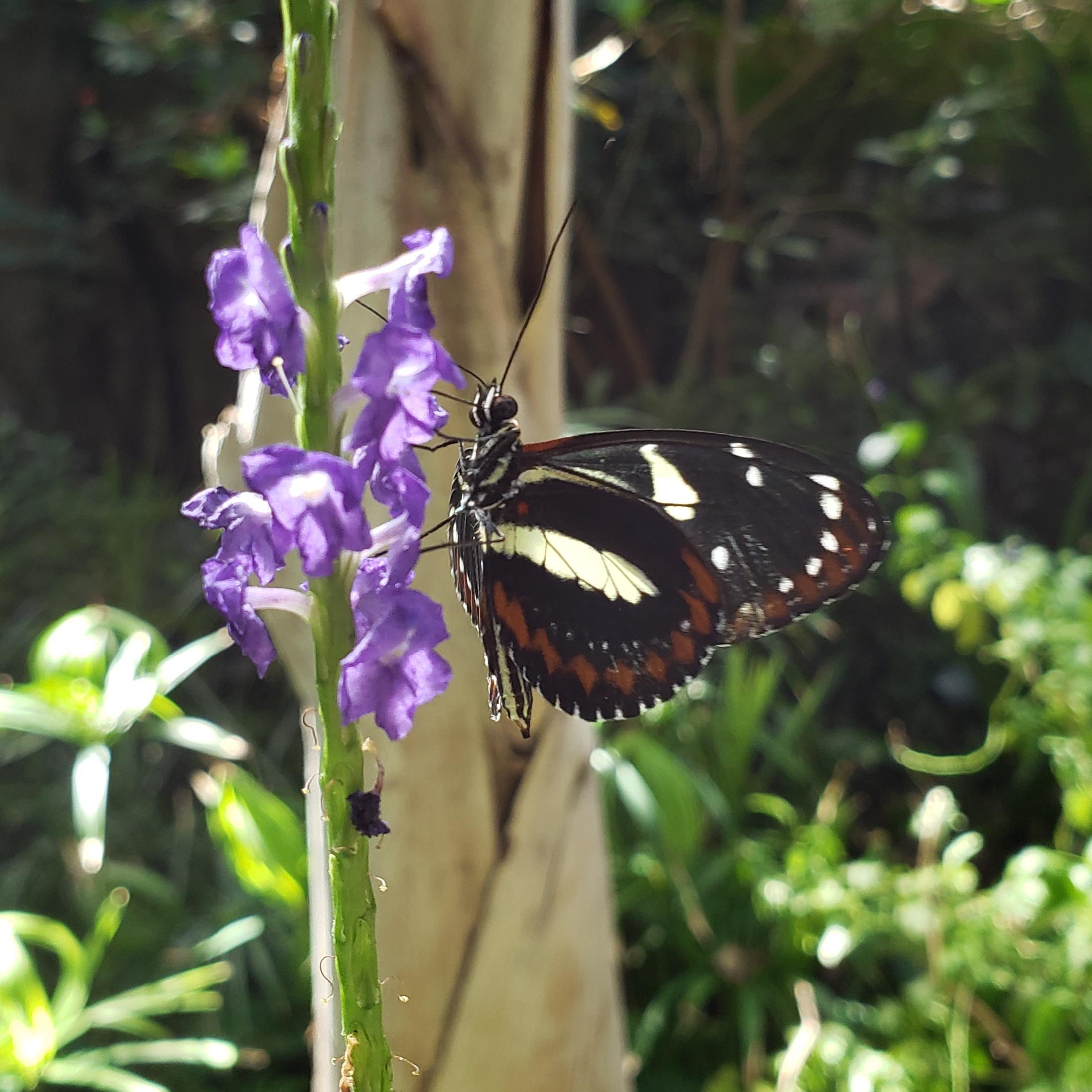 Saw this guy at Meijer Gardens in Grand Rapids, Michigan r/Butterflies