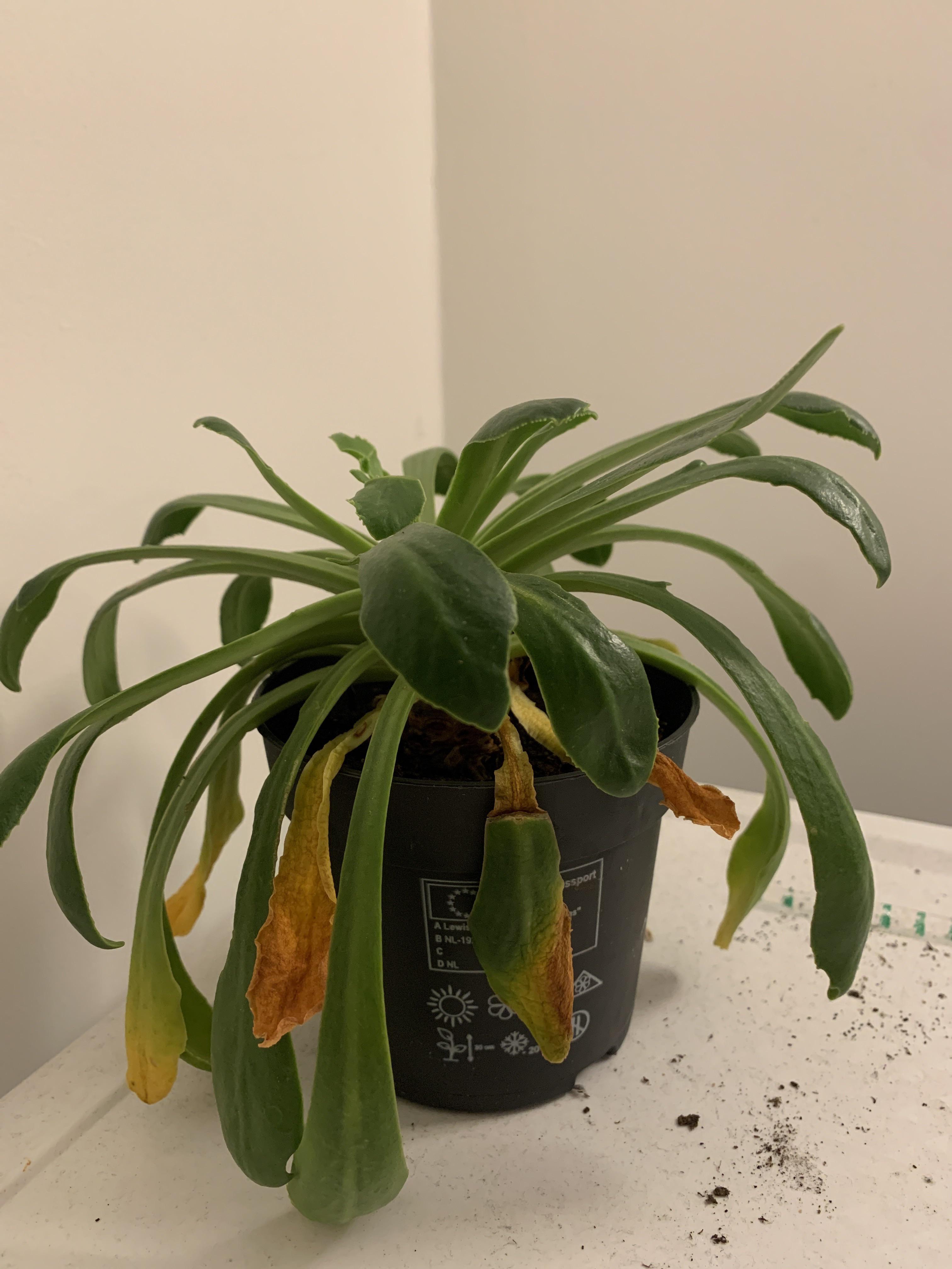 What does yellow leaves mean? And what care do you think my plant needs